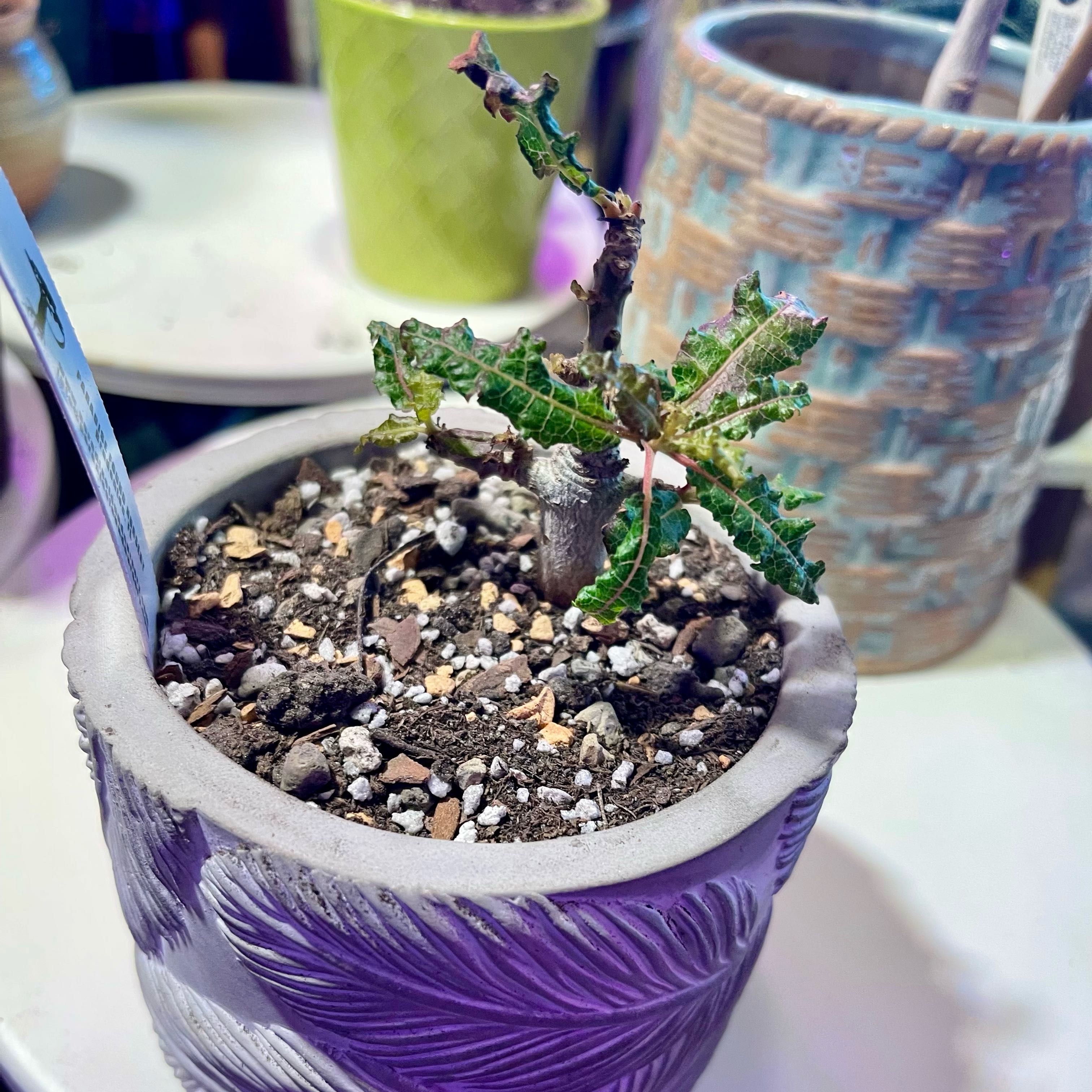 Photo of the plant species Frankincense by @riverzend named igor on Greg, the plant care app