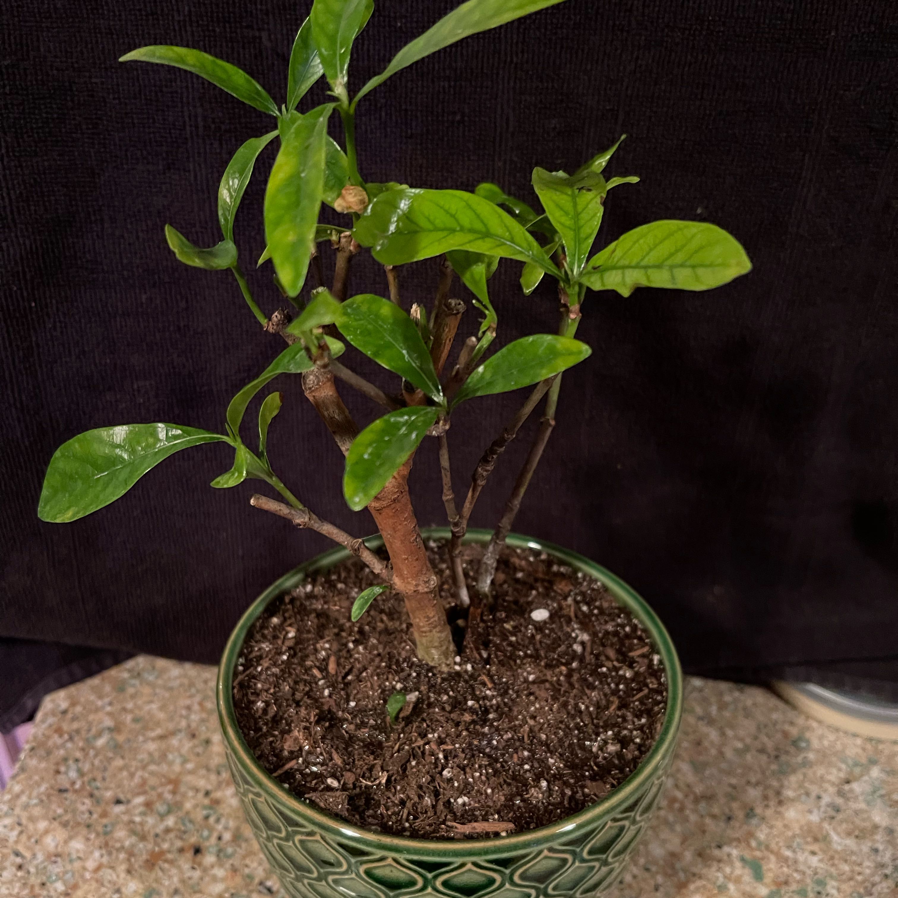 Photo of the plant species Light Bulb Plant by @riverzend named ljósapera on Greg, the plant care app