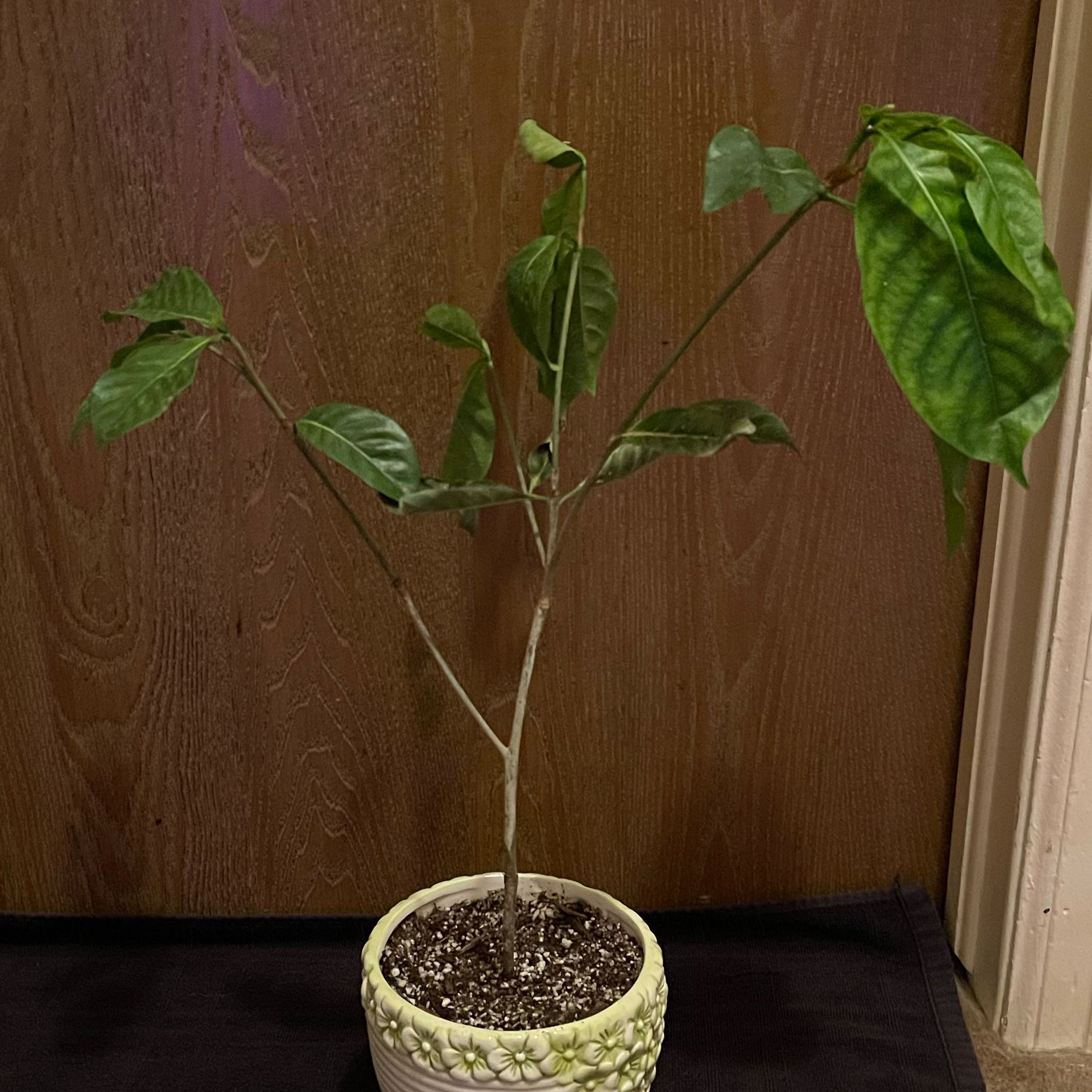 Photo of the plant species Queen of Sheba Vine by @riverzend named eritrea on Greg, the plant care app