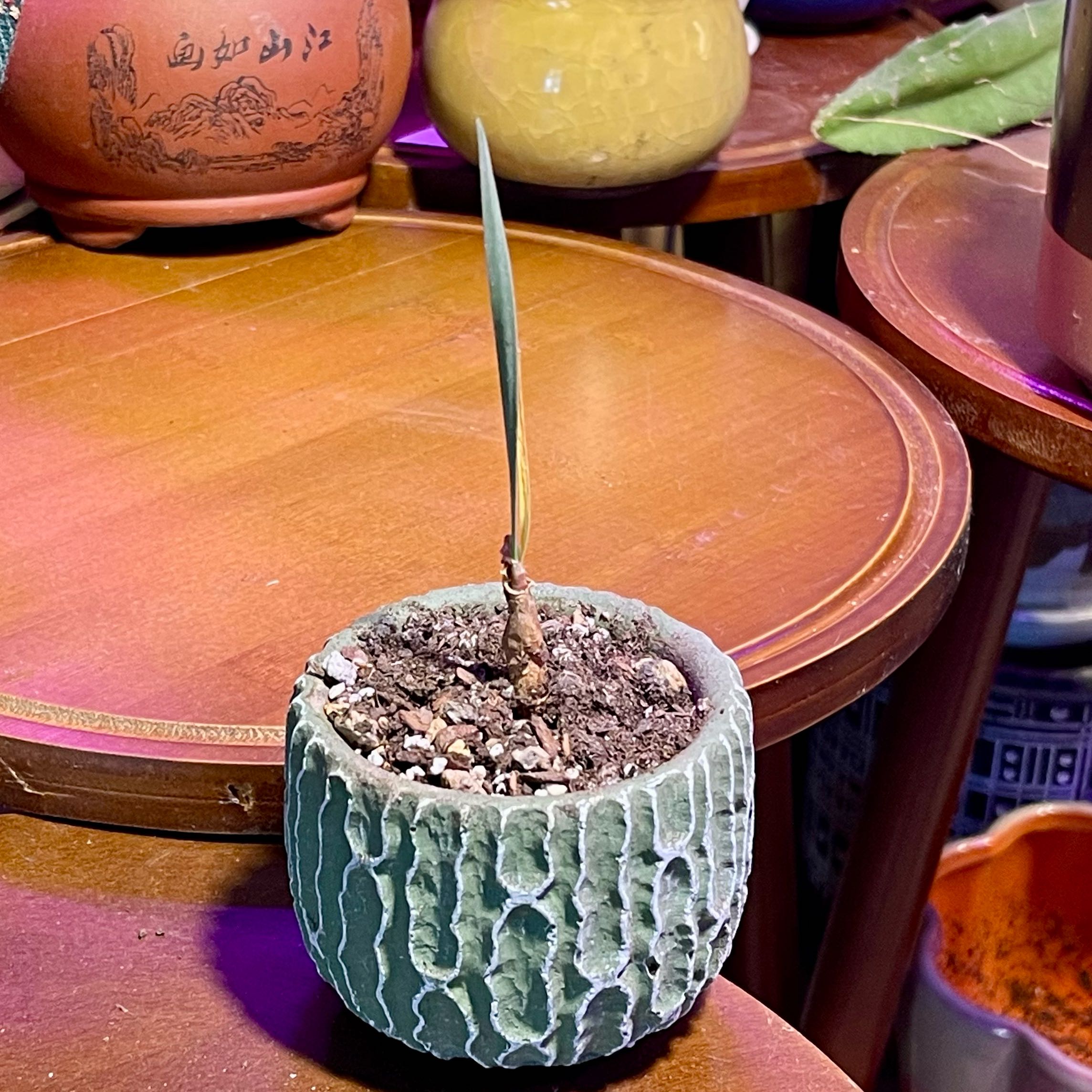 Photo of the plant species Haemanthus-like Boophone by @riverzend named lammert on Greg, the plant care app