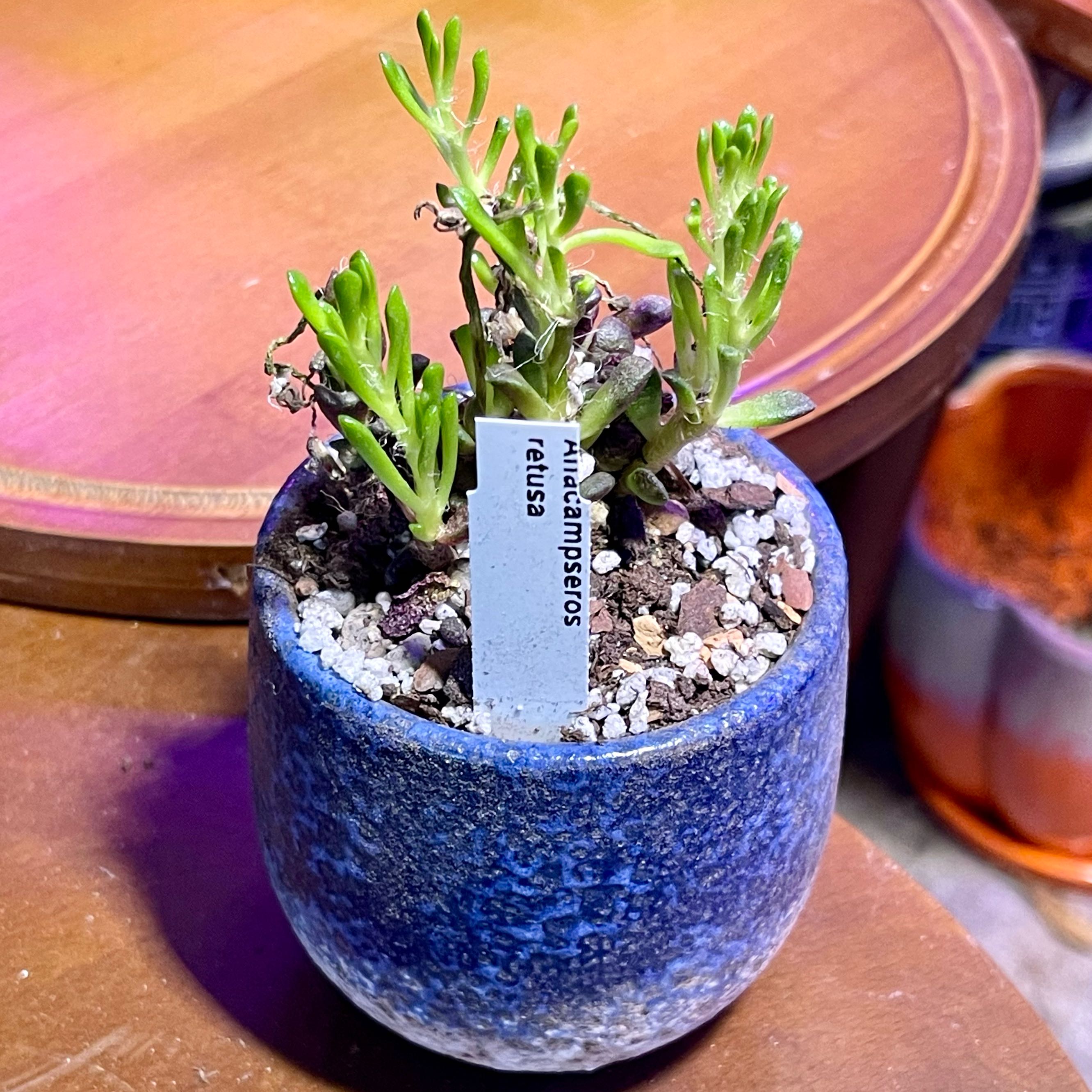 Photo of the plant species Anacampseros retusa by @riverzend named seros on Greg, the plant care app