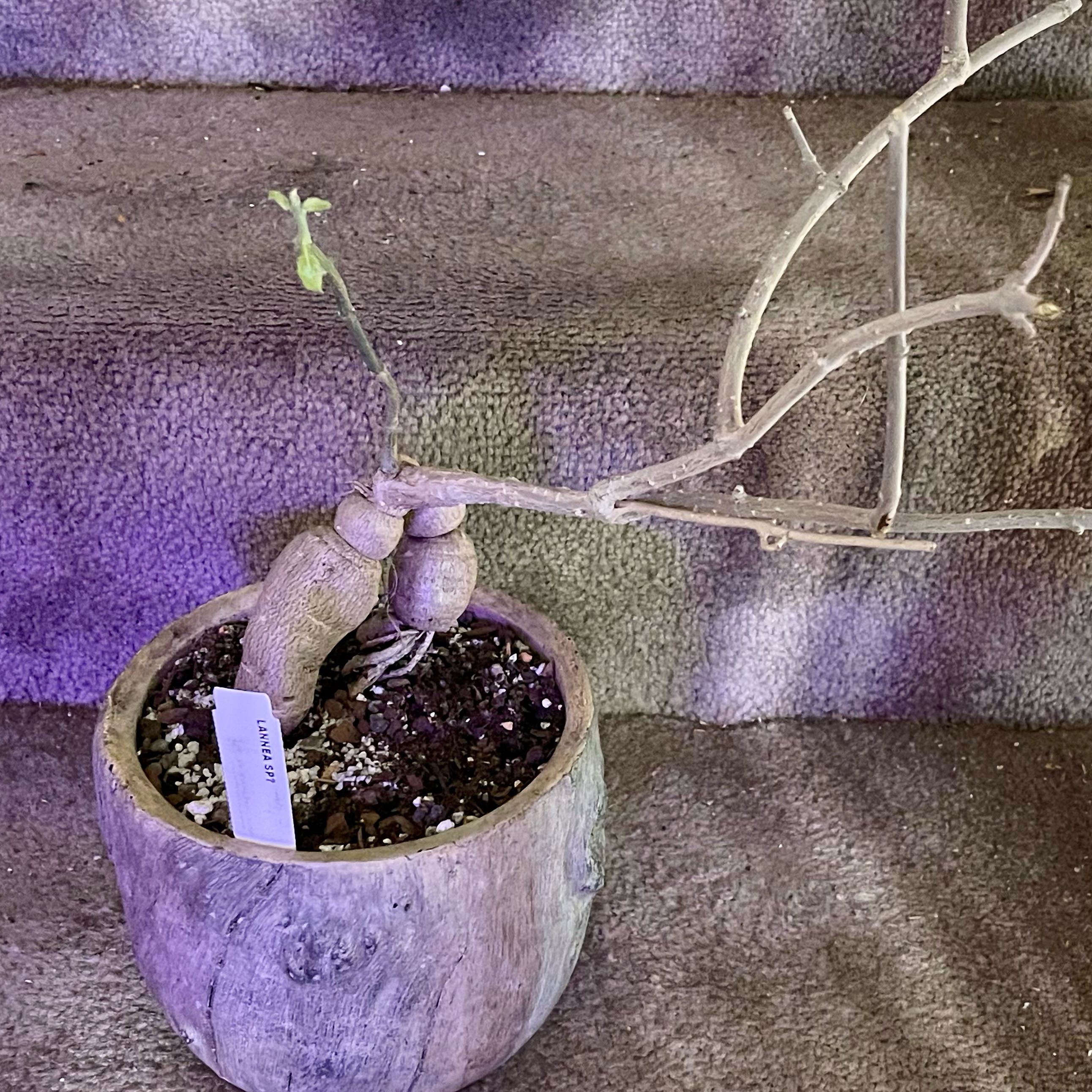 Photo of the plant species Lannea by @riverzend named unknown lannea on Greg, the plant care app