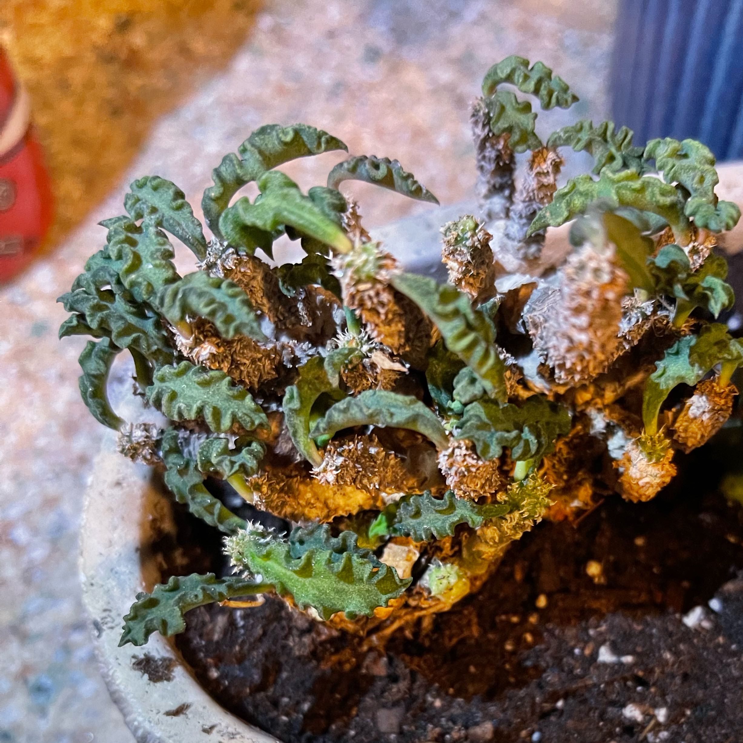 Photo of the plant species Euphorbia Decaryi v. Spirosticha by @riverzend named rosti on Greg, the plant care app