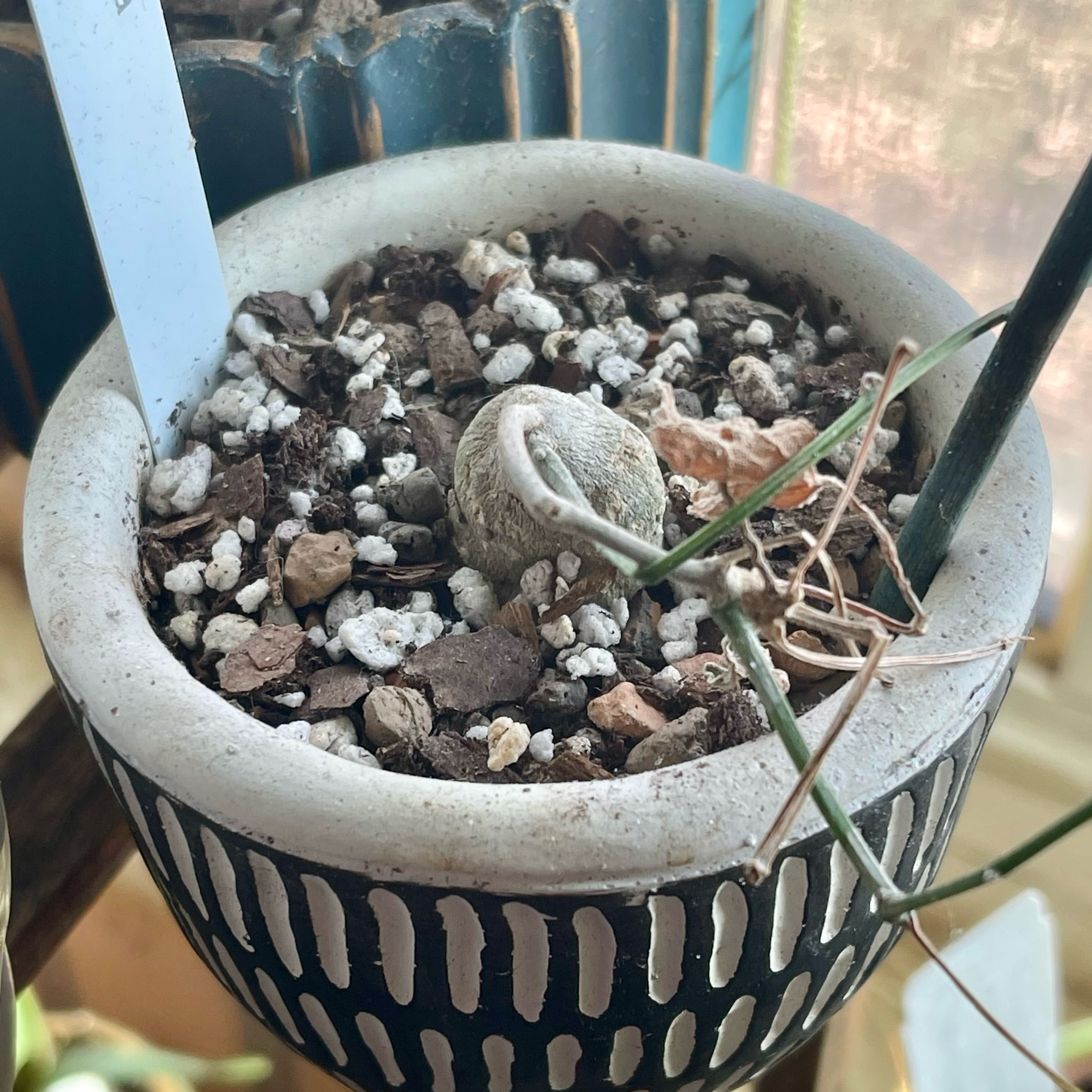 Plant care for Trochomeria baumiana on Greg, the plant care app
