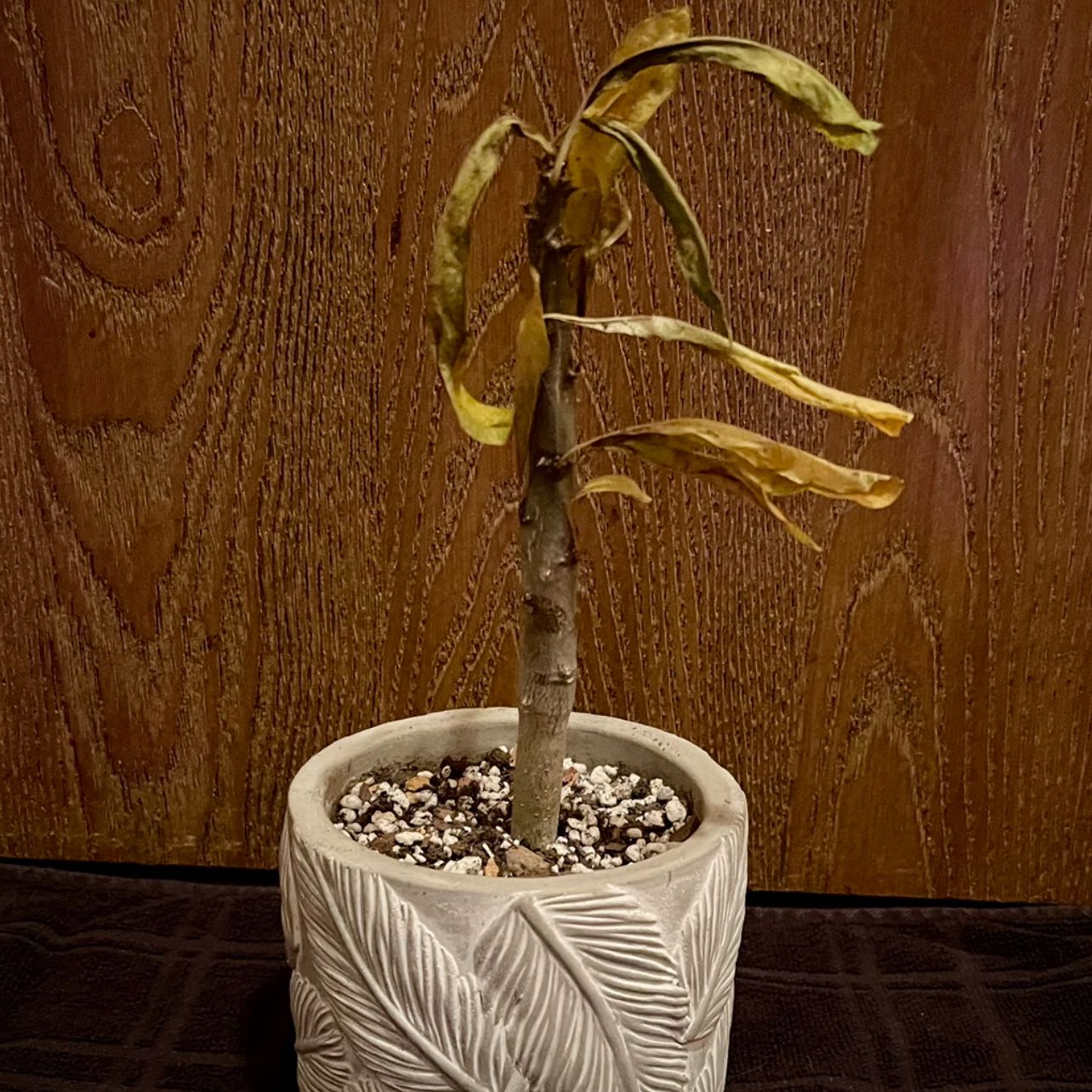 Photo of the plant species Pachypodium rutenbergianum var. meridionale by @riverzend named ridion on Greg, the plant care app