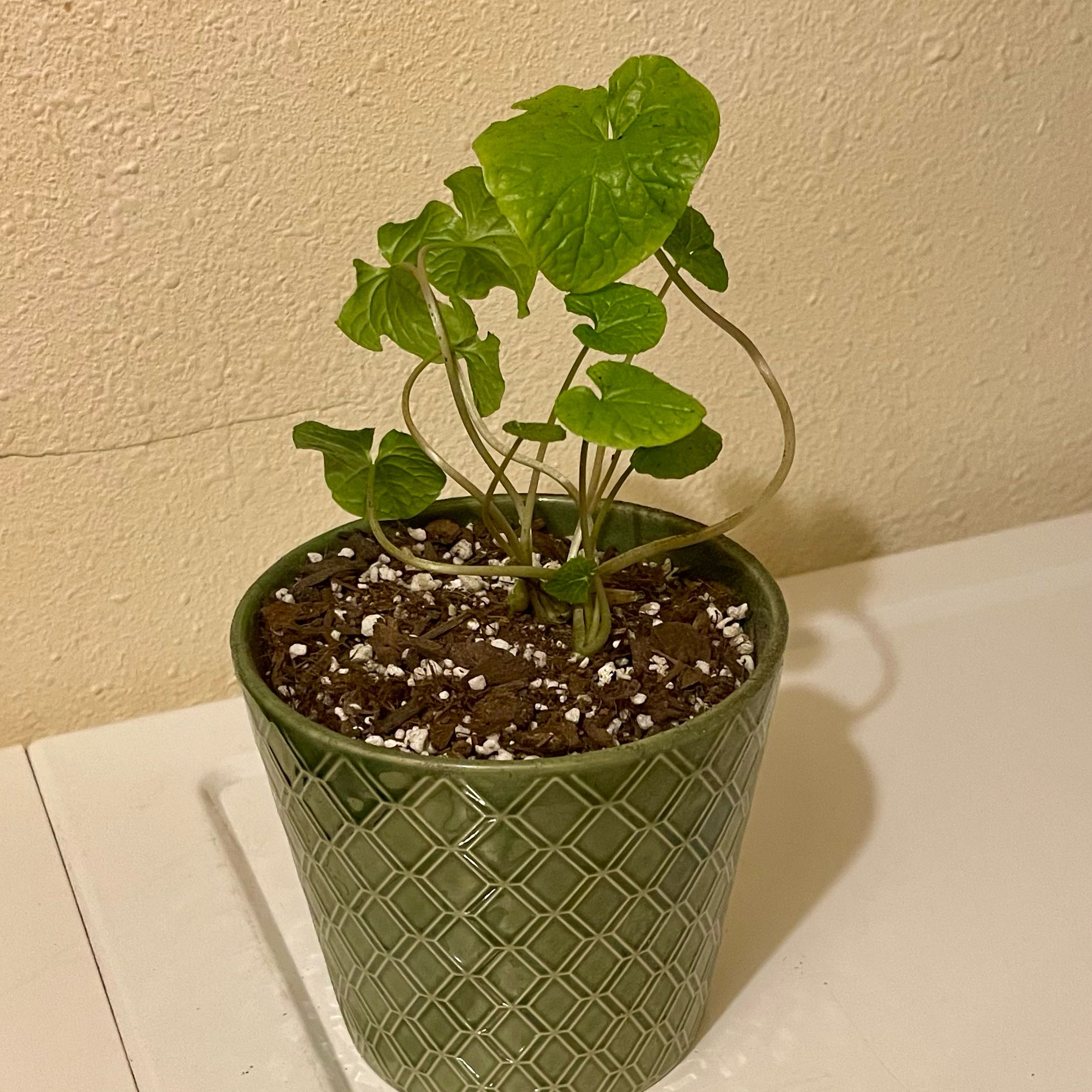 Photo of the plant species Wasabi by @riverzend named eugene on Greg, the plant care app
