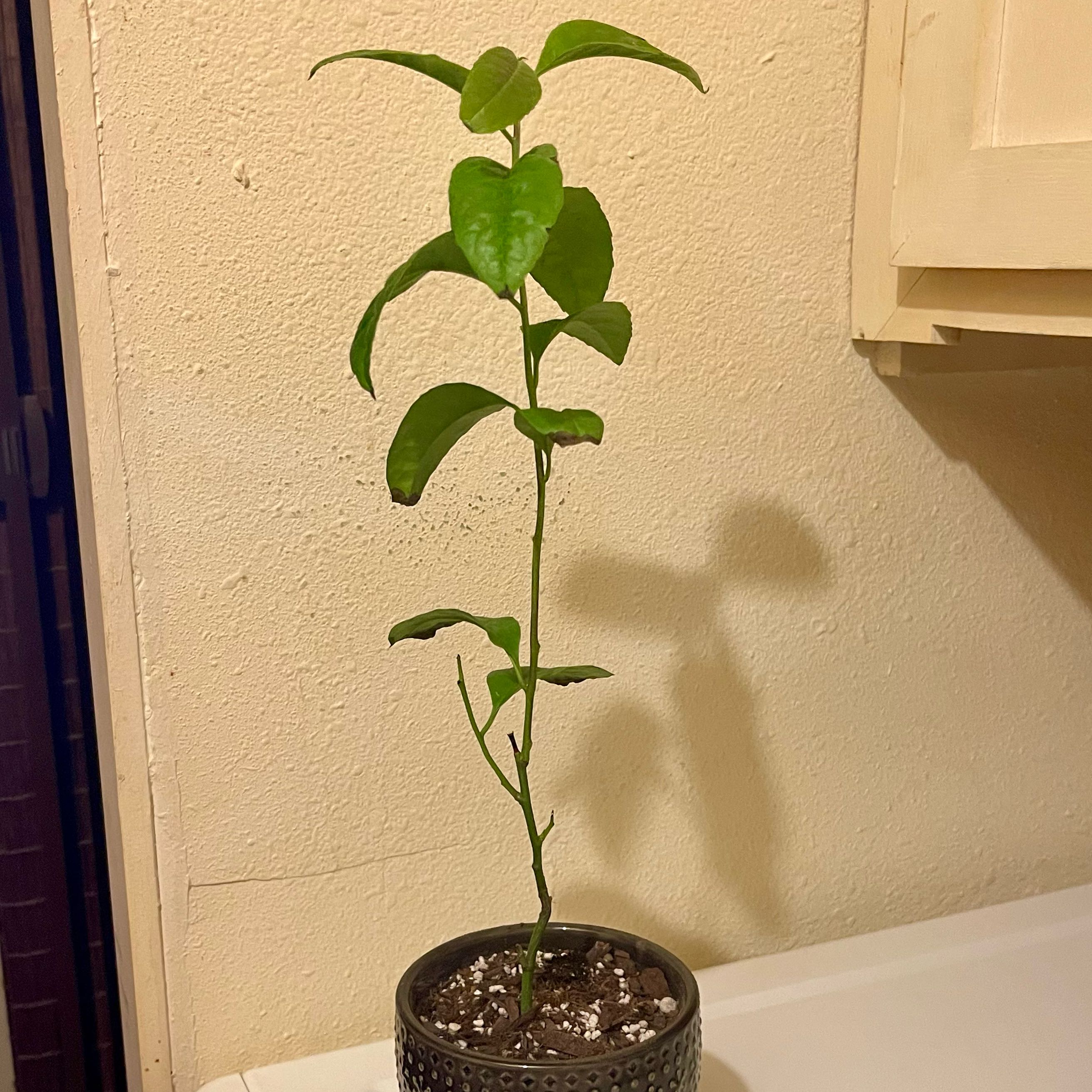 Photo of the plant species Guayusa by @riverzend named shaman on Greg, the plant care app