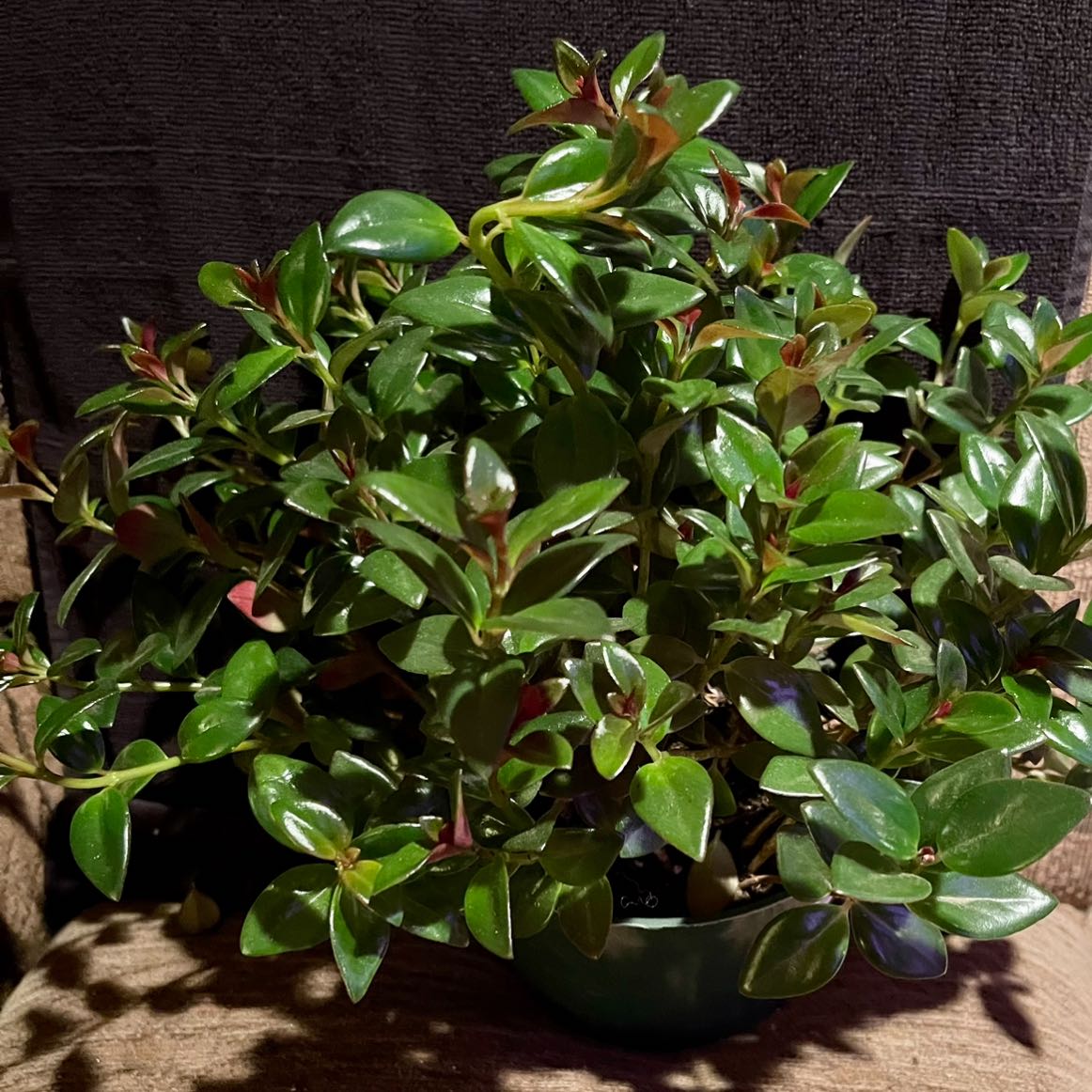 Photo of the plant species Black Goldfish Plant by @riverzend named subterranean on Greg, the plant care app