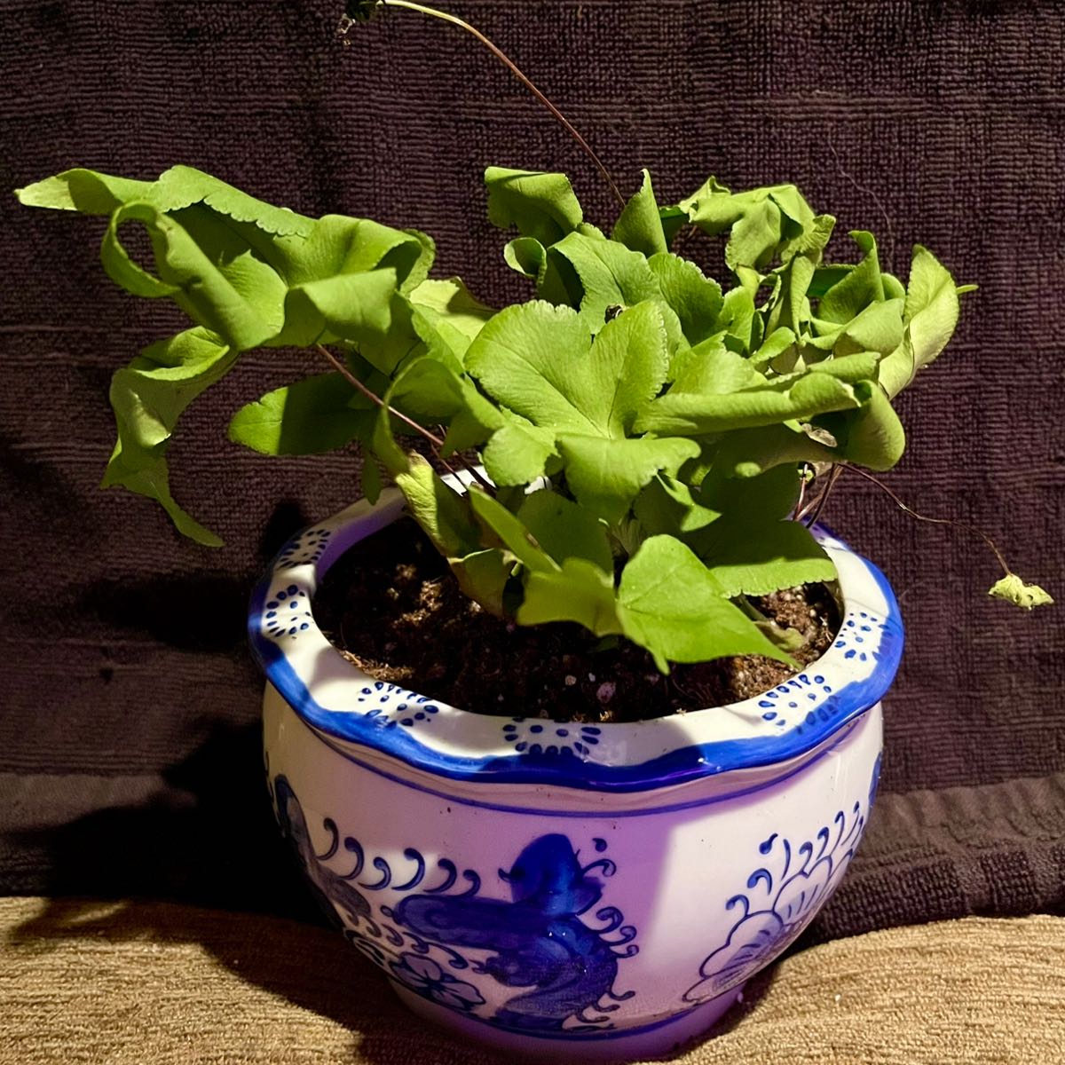 Photo of the plant species Digit Fern by @riverzend named king on Greg, the plant care app