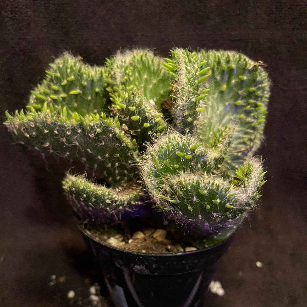 Photo of the plant species Snow Ridge by @riverzend named canton on Greg, the plant care app