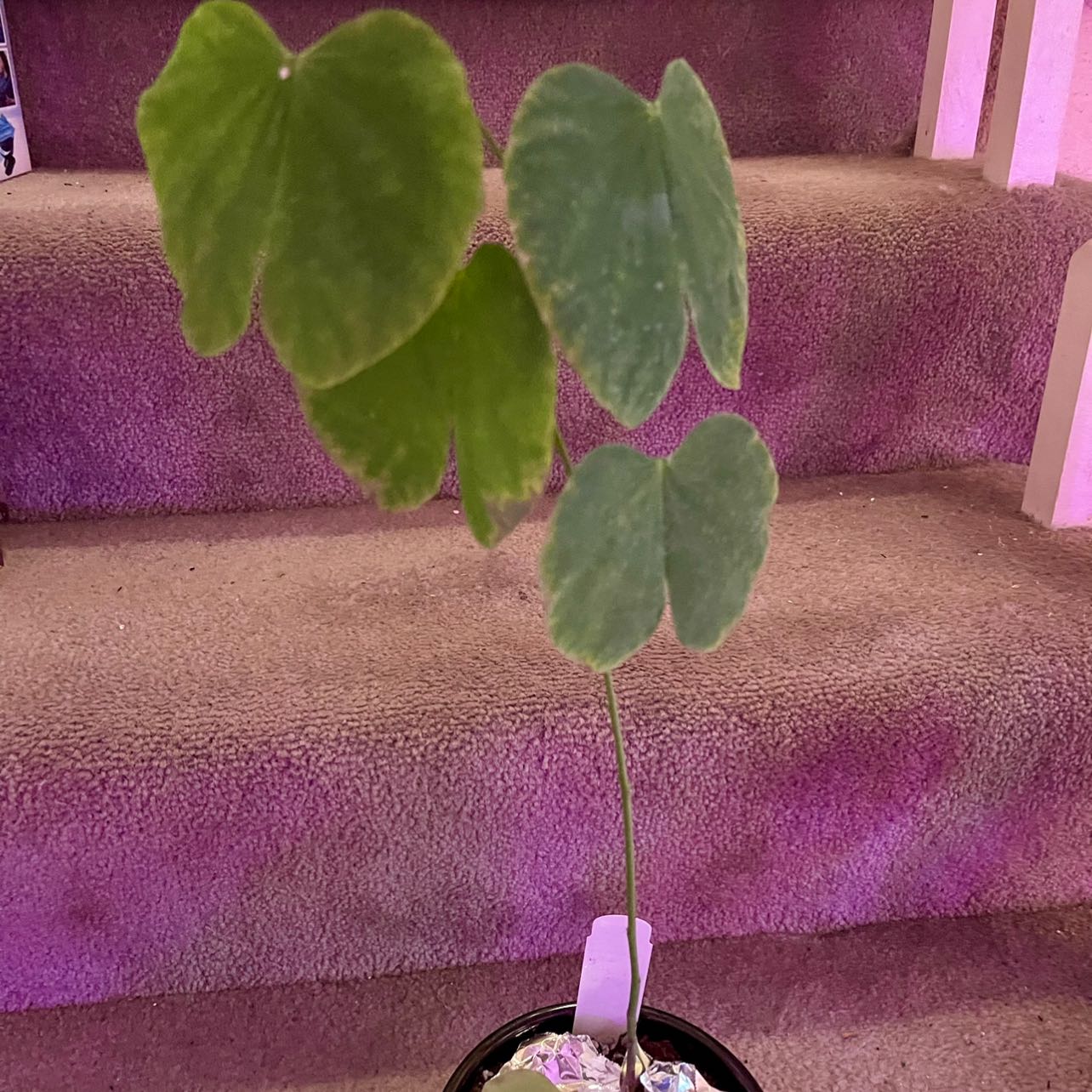 Photo of the plant species Napoleon's Plume by @riverzend named marquis on Greg, the plant care app