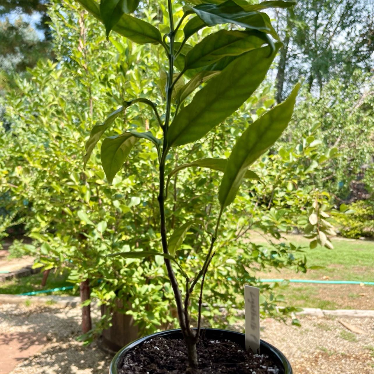 Photo of the plant species Light Bulb Plant by @riverzend named handel on Greg, the plant care app