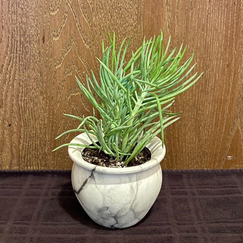 Photo of the plant species Narrow-Leaf Chalksticks by @riverzend named rundel on Greg, the plant care app