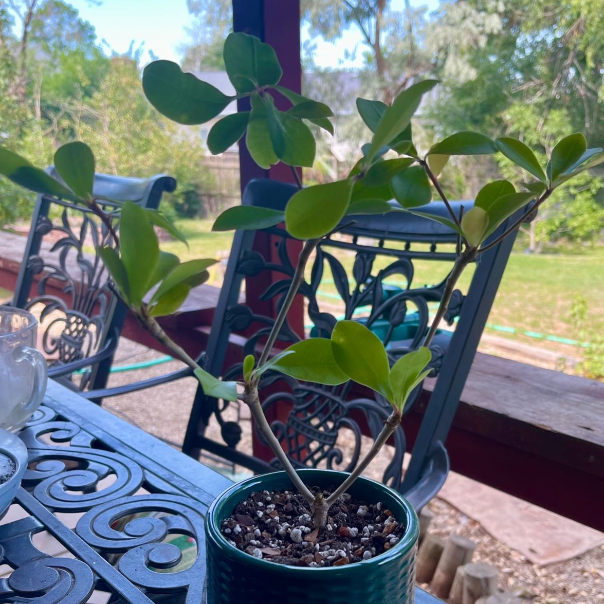 Photo of the plant species Euphorbia bongolavensis by @riverzend named gola on Greg, the plant care app