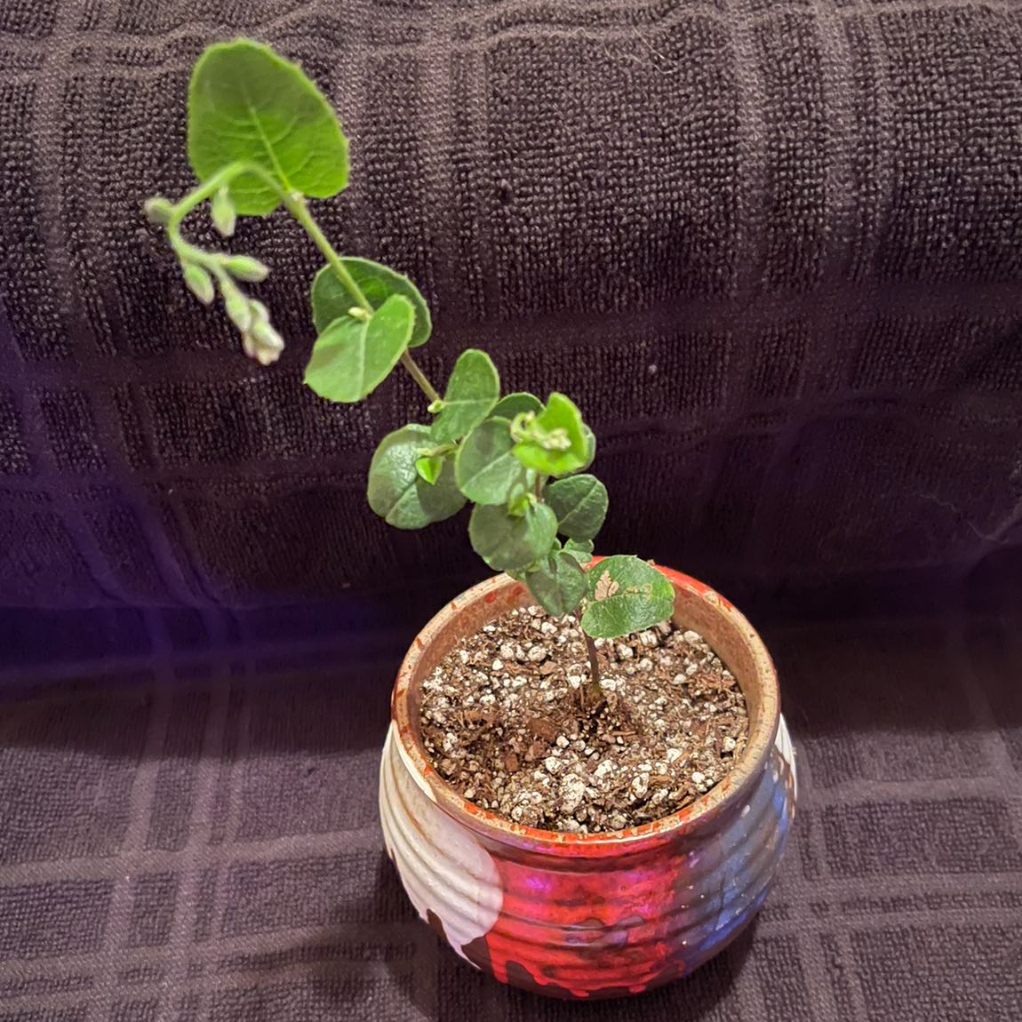 Photo of the plant species Heartleaf Flame Pea by @riverzend named nami on Greg, the plant care app