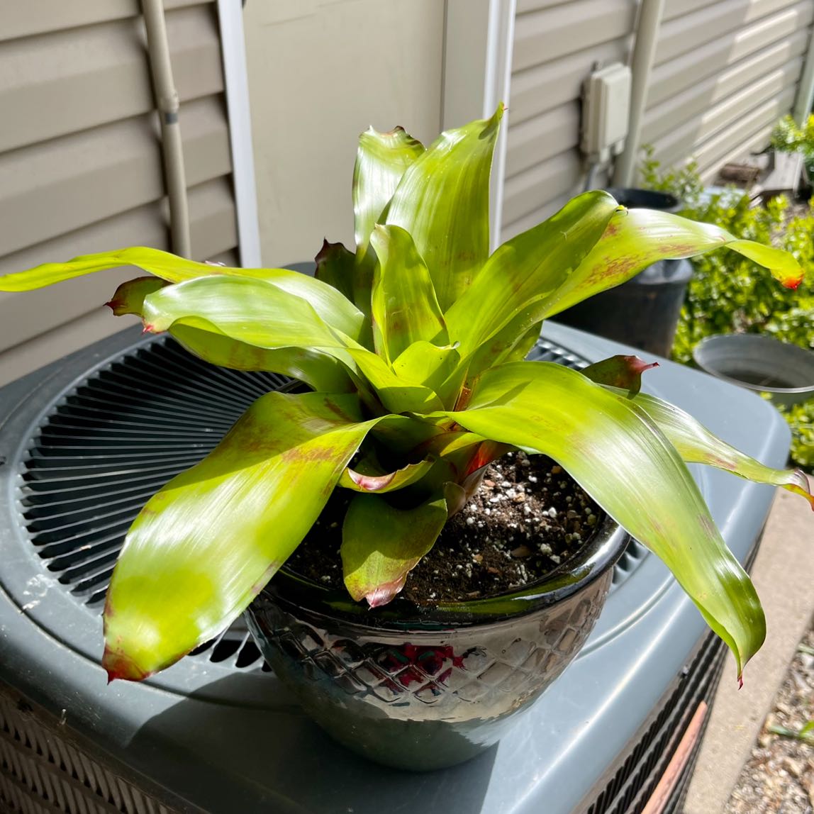 Photo of the plant species Bromeliad by @riverzend named ursa on Greg, the plant care app