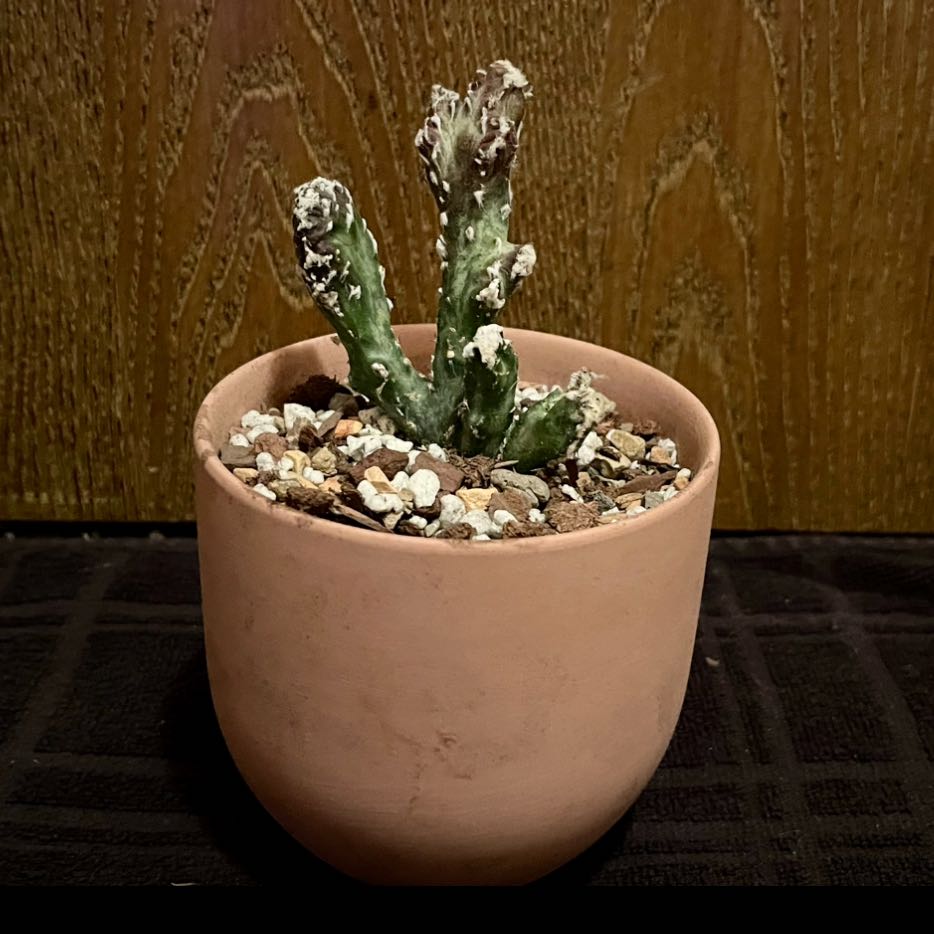 Photo of the plant species Monvillea spegazzini f. cristata by @riverzend named manx on Greg, the plant care app