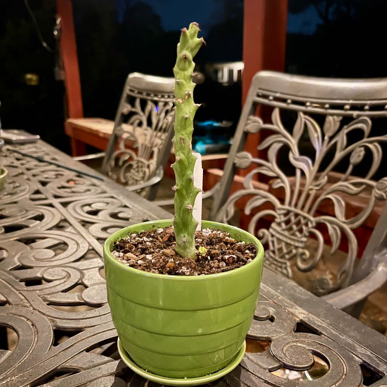 Photo of the plant species Euphorbia fascicaulis by @riverzend named remi on Greg, the plant care app