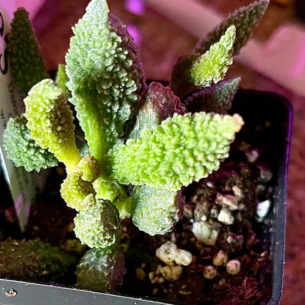 Photo of the plant species Adromischus Herrei by @riverzend named callipso on Greg, the plant care app