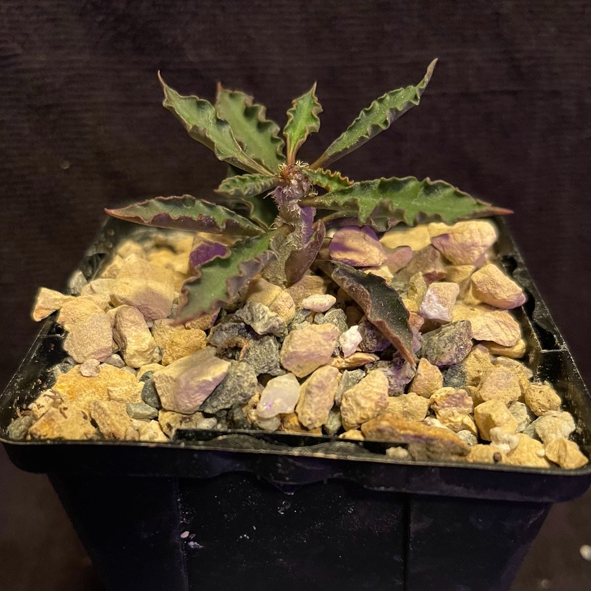Photo of the plant species Euphorbia cap saint mariensis by @riverzend named ibiza on Greg, the plant care app