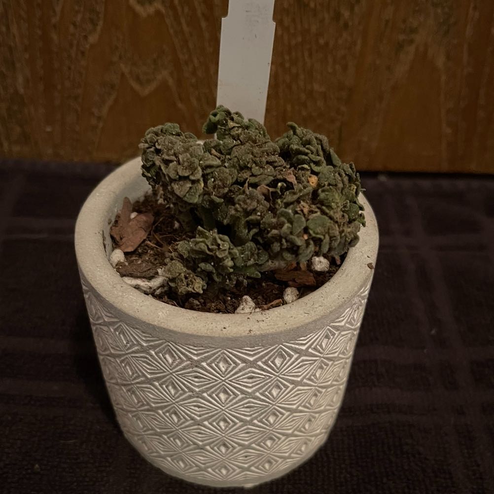 Photo of the plant species Gouty Houseleek by @riverzend named vulcan on Greg, the plant care app