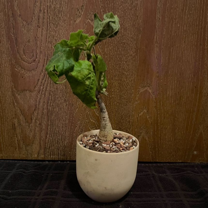 Photo of the plant species Uncarina grandidieri by @riverzend named claudius on Greg, the plant care app