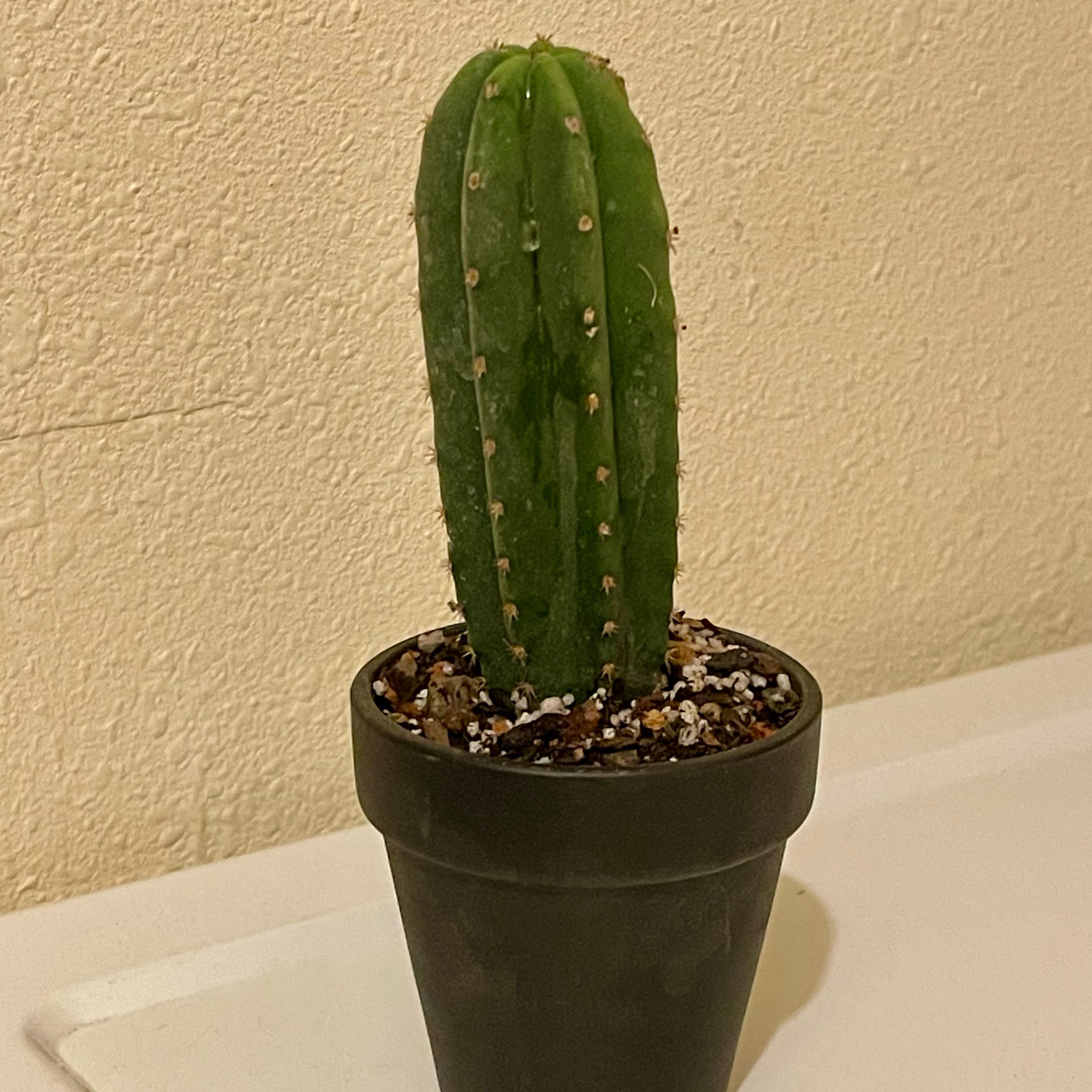 Photo of the plant species Spineless San Pedro Cactus by @riverzend named hrygglaus on Greg, the plant care app