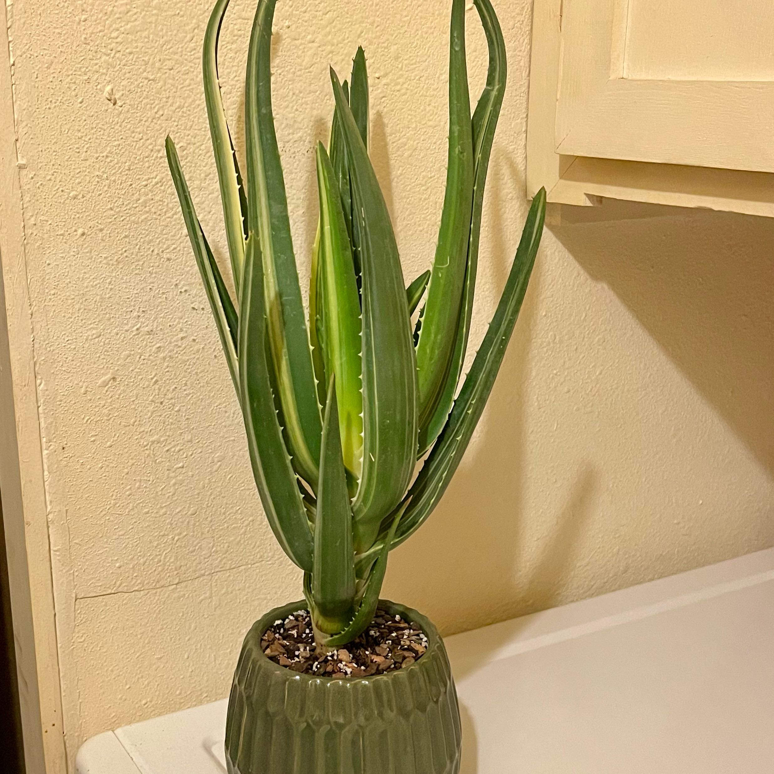 Photo of the plant species Assorted Aloe by @riverzend named aloe ‘hercules’ variegata on Greg, the plant care app
