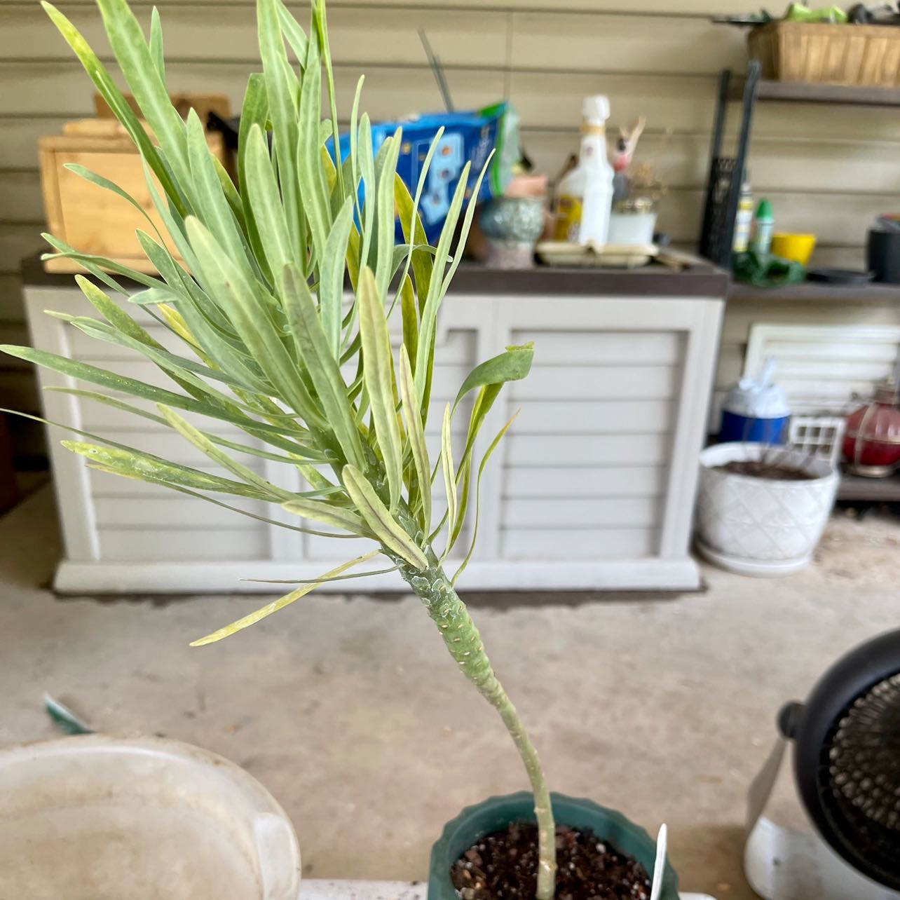 Photo of the plant species Euphorbia atropurpurea var. atropurpurea by @riverzend named purpu on Greg, the plant care app