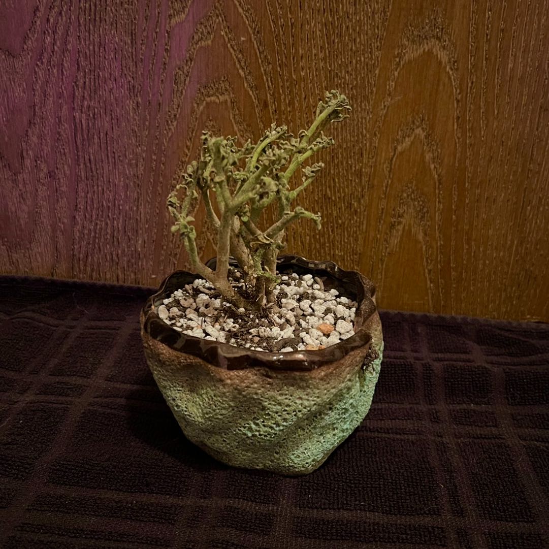 Photo of the plant species White Vygie by @riverzend named björgun on Greg, the plant care app