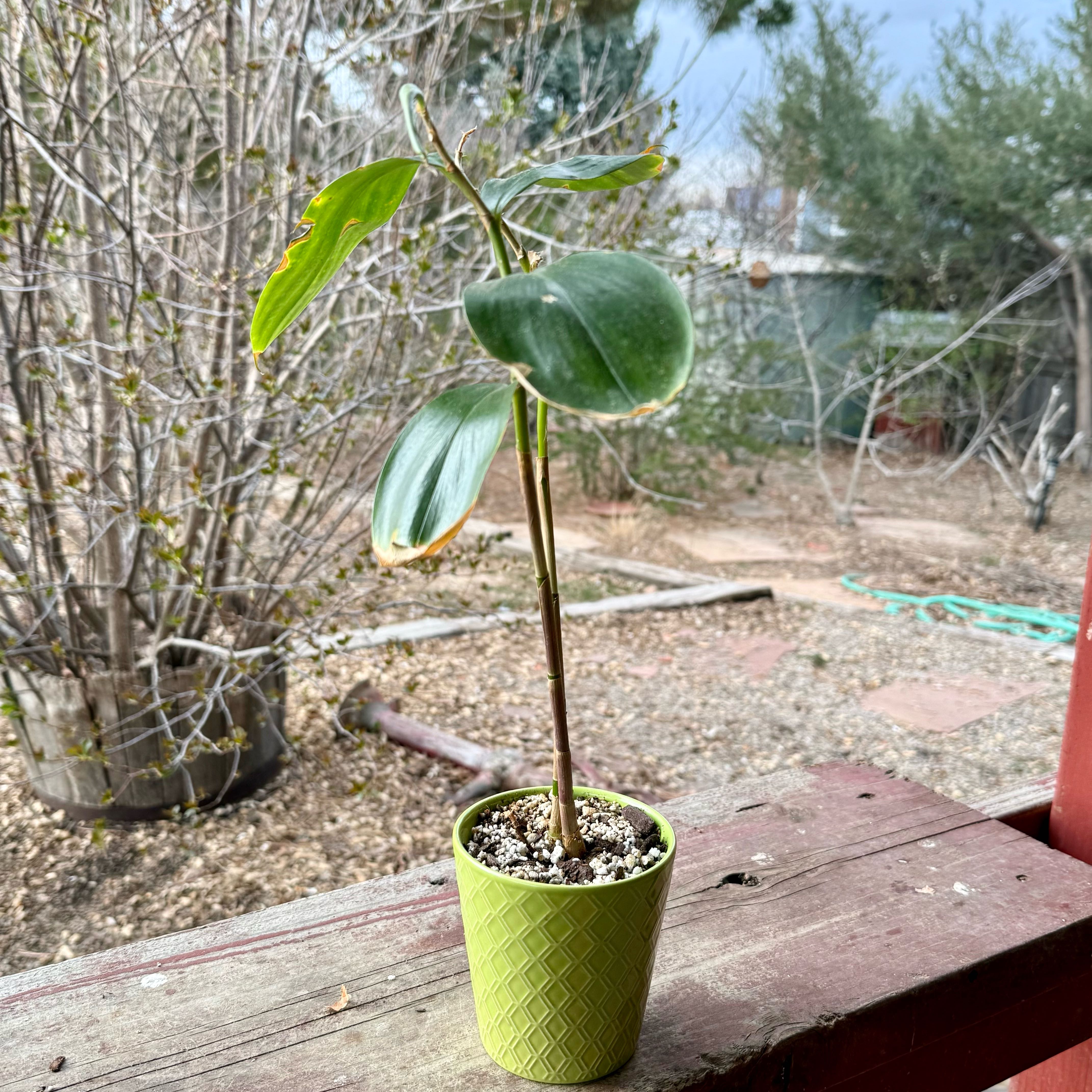Photo of the plant species Indonesian Wax Ginger by @riverzend named sanana on Greg, the plant care app