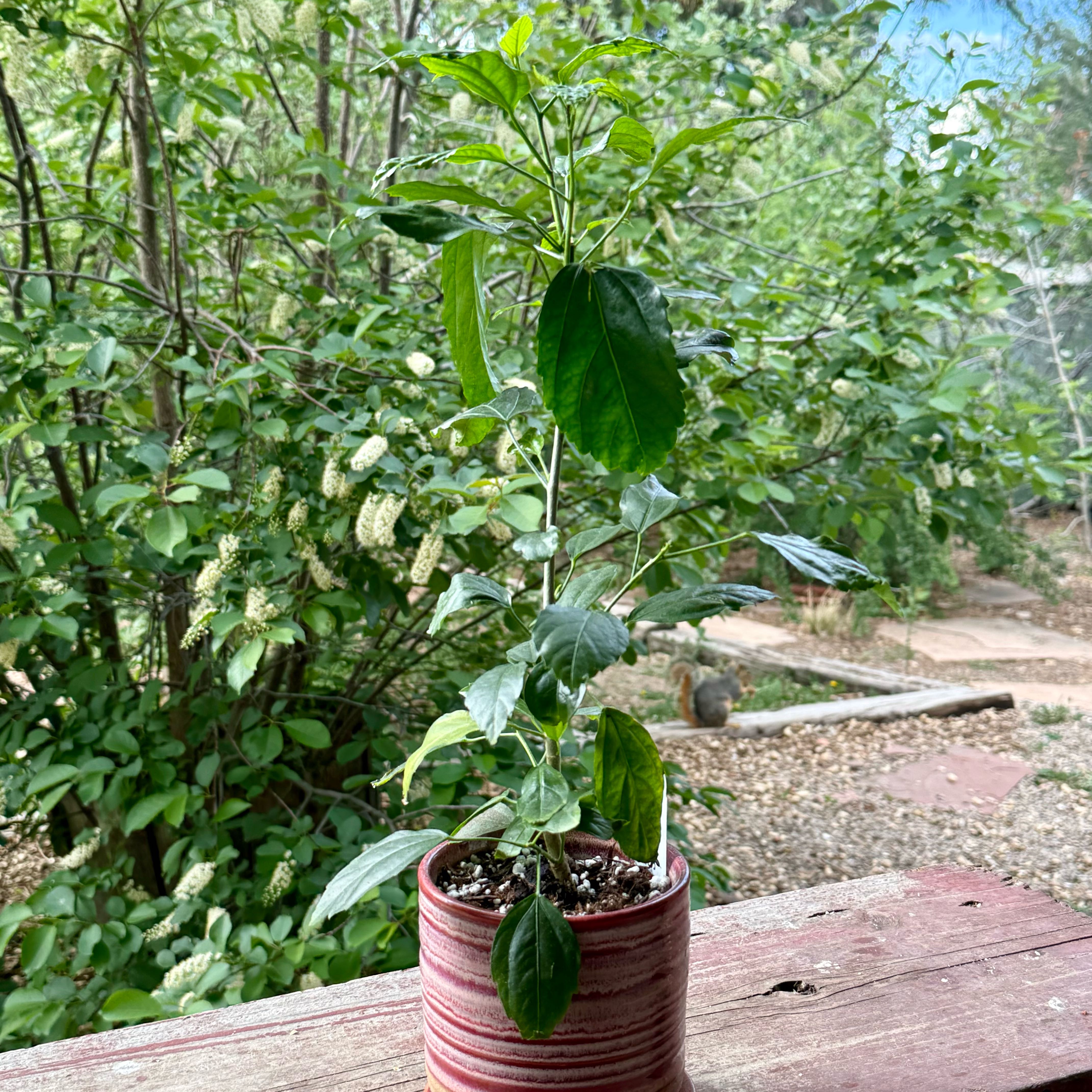Photo of the plant species Japanese Lantern by @riverzend named rantan on Greg, the plant care app