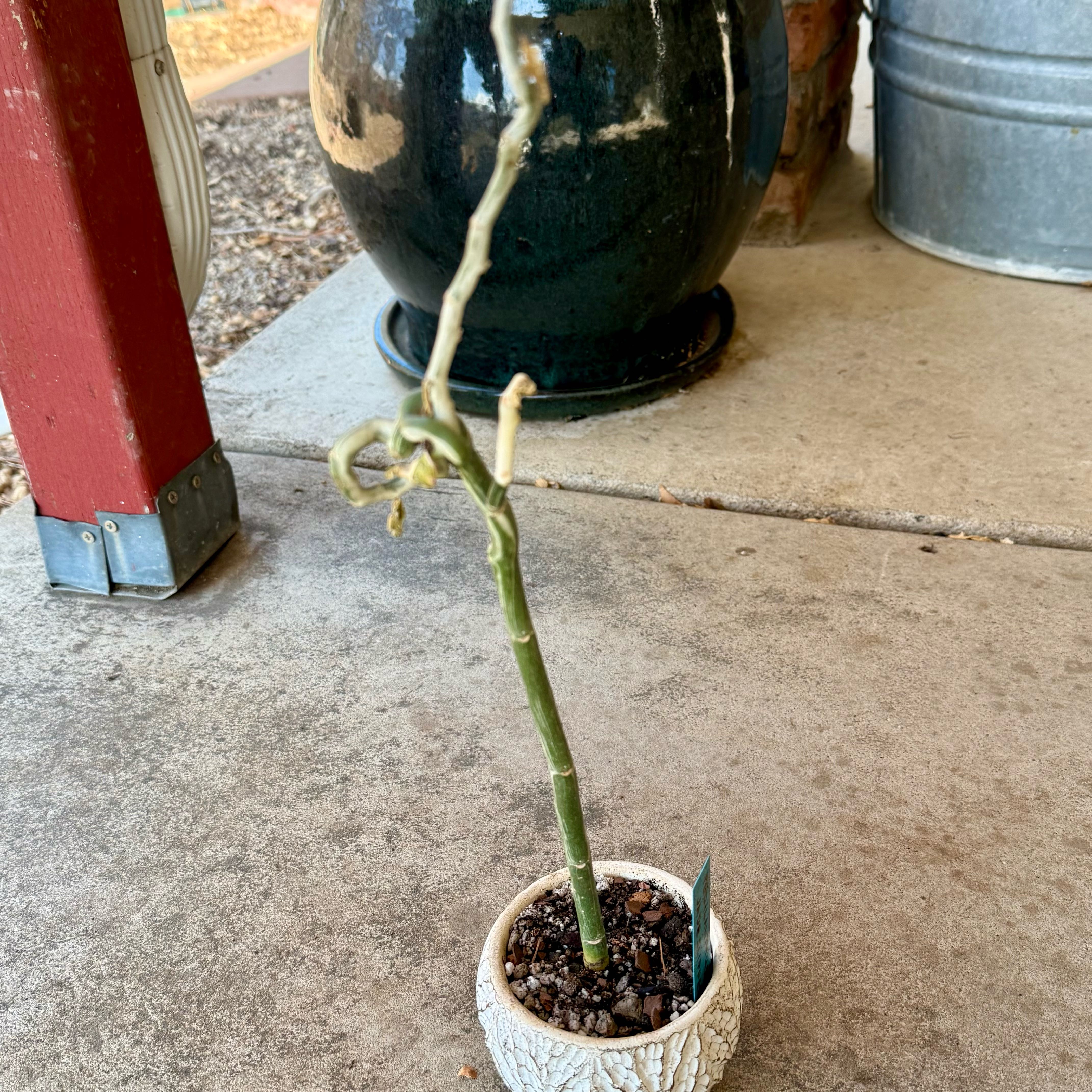 Photo of the plant species Pedilanthus tithymaloides 'Variegata' by @riverzend named malomar on Greg, the plant care app