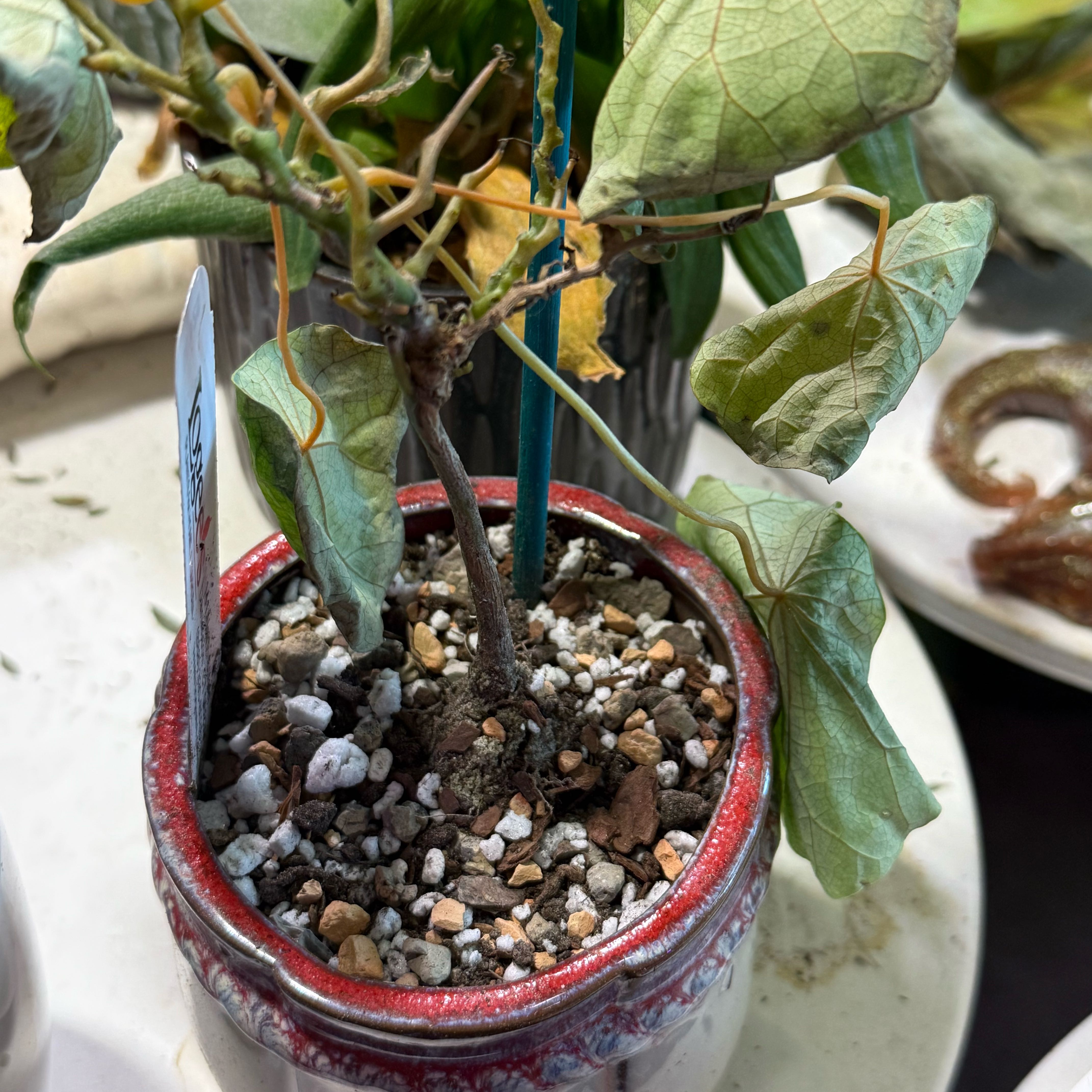 Photo of the plant species Climbing Rock Plant by @riverzend named neige on Greg, the plant care app