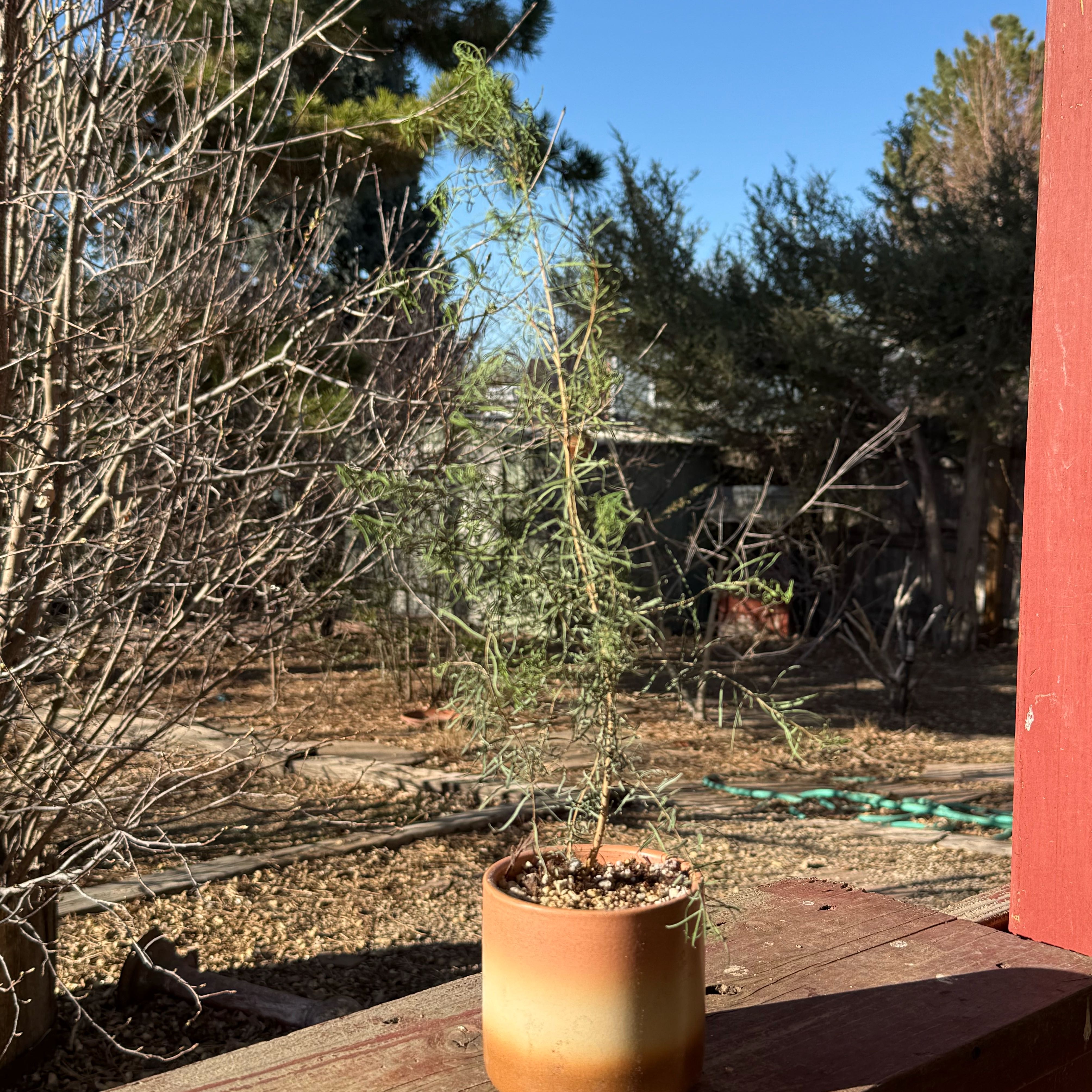Photo of the plant species Tea tree by @riverzend named pappírsberki on Greg, the plant care app
