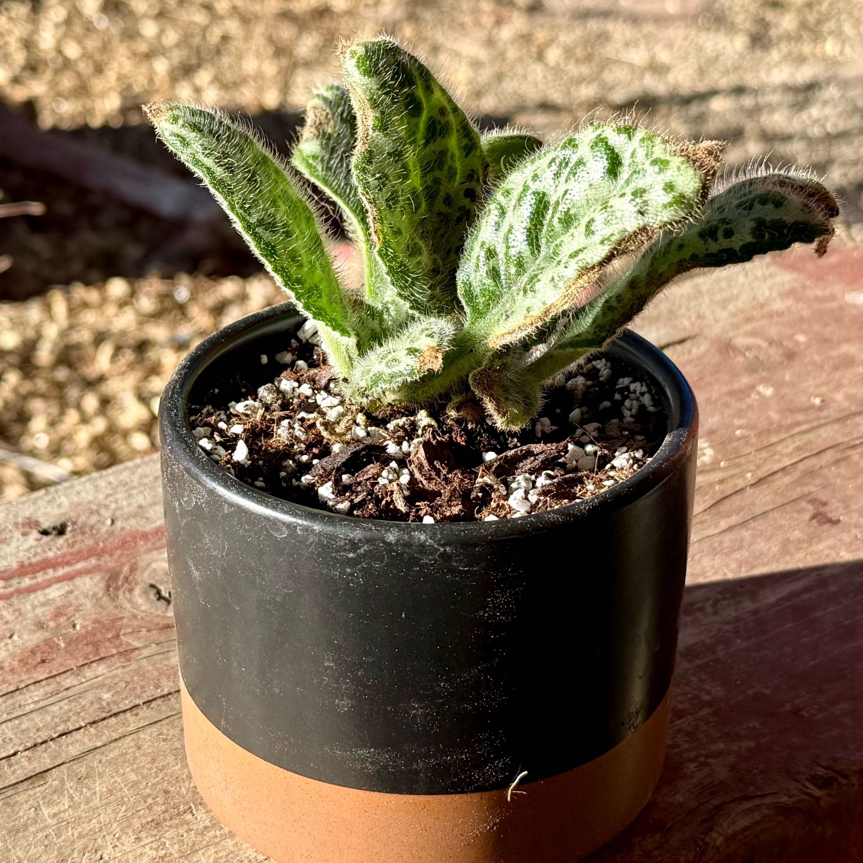 Photo of the plant species Streptocarpus 'Pretty Turtle' by @riverzend named skjaldbaka on Greg, the plant care app