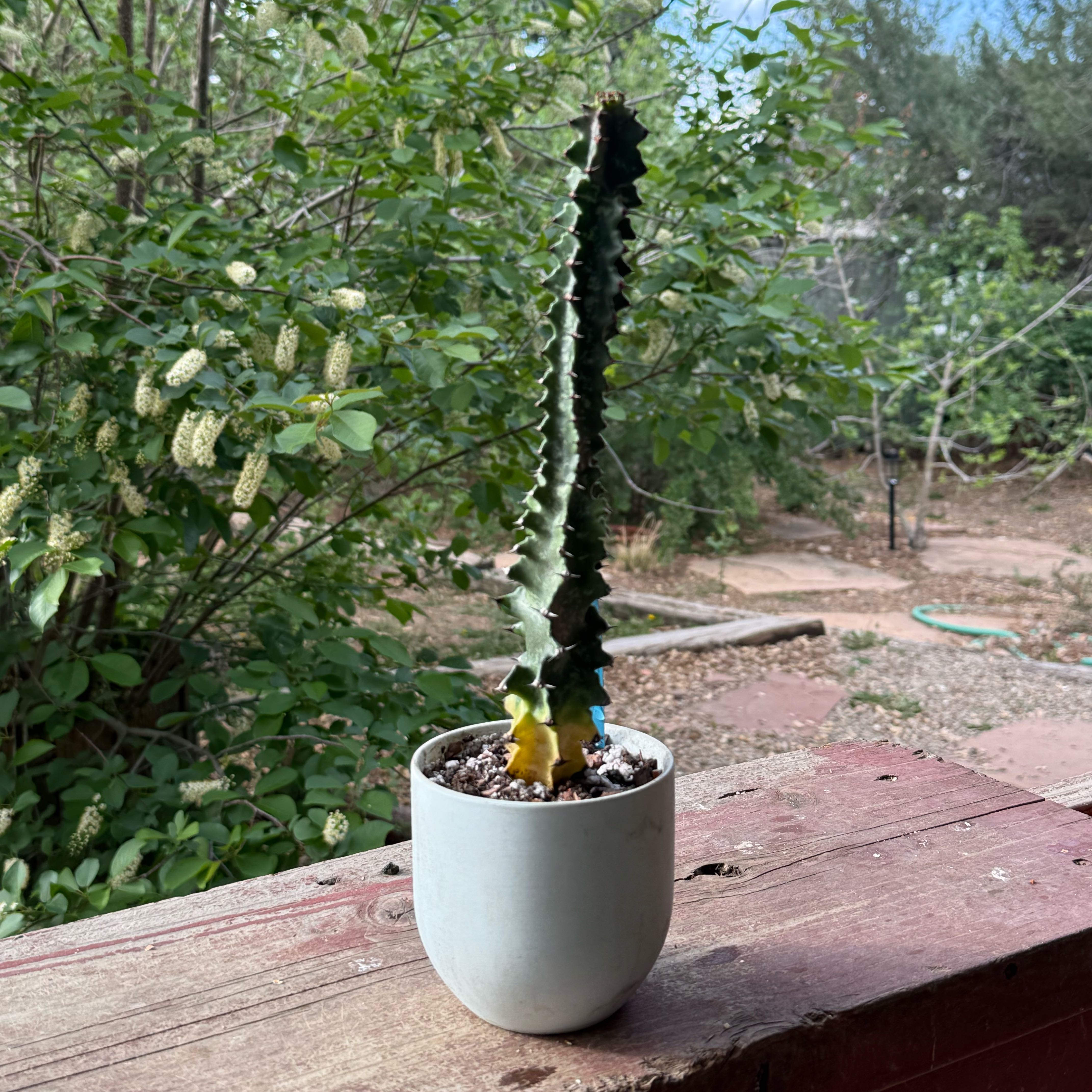 Photo of the plant species Marmorata by @riverzend named e.i.v. monstrose on Greg, the plant care app