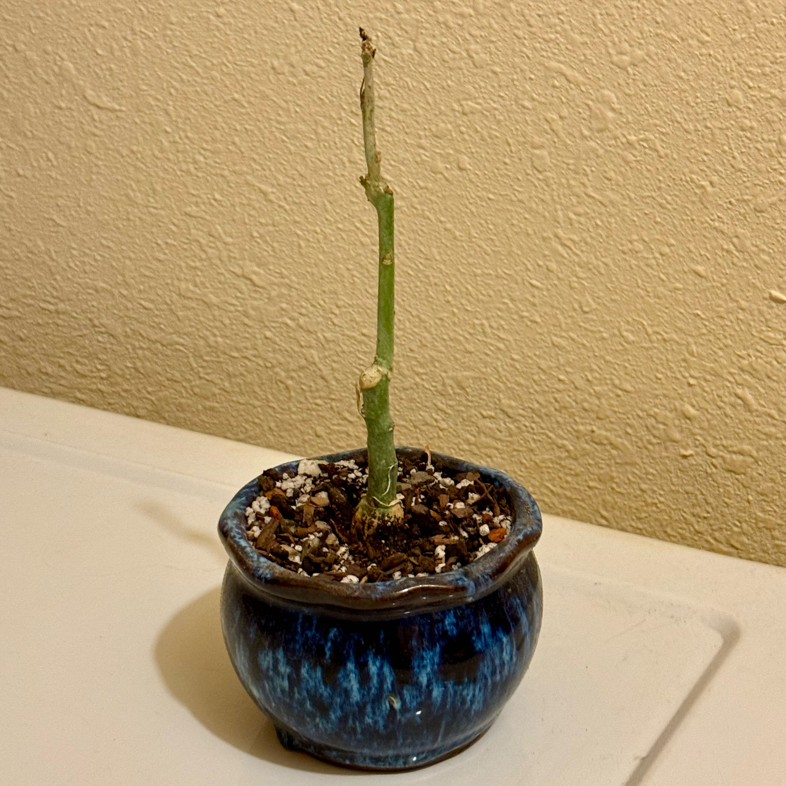 Plant care for Anderson's Passionflower on Greg, the plant care app