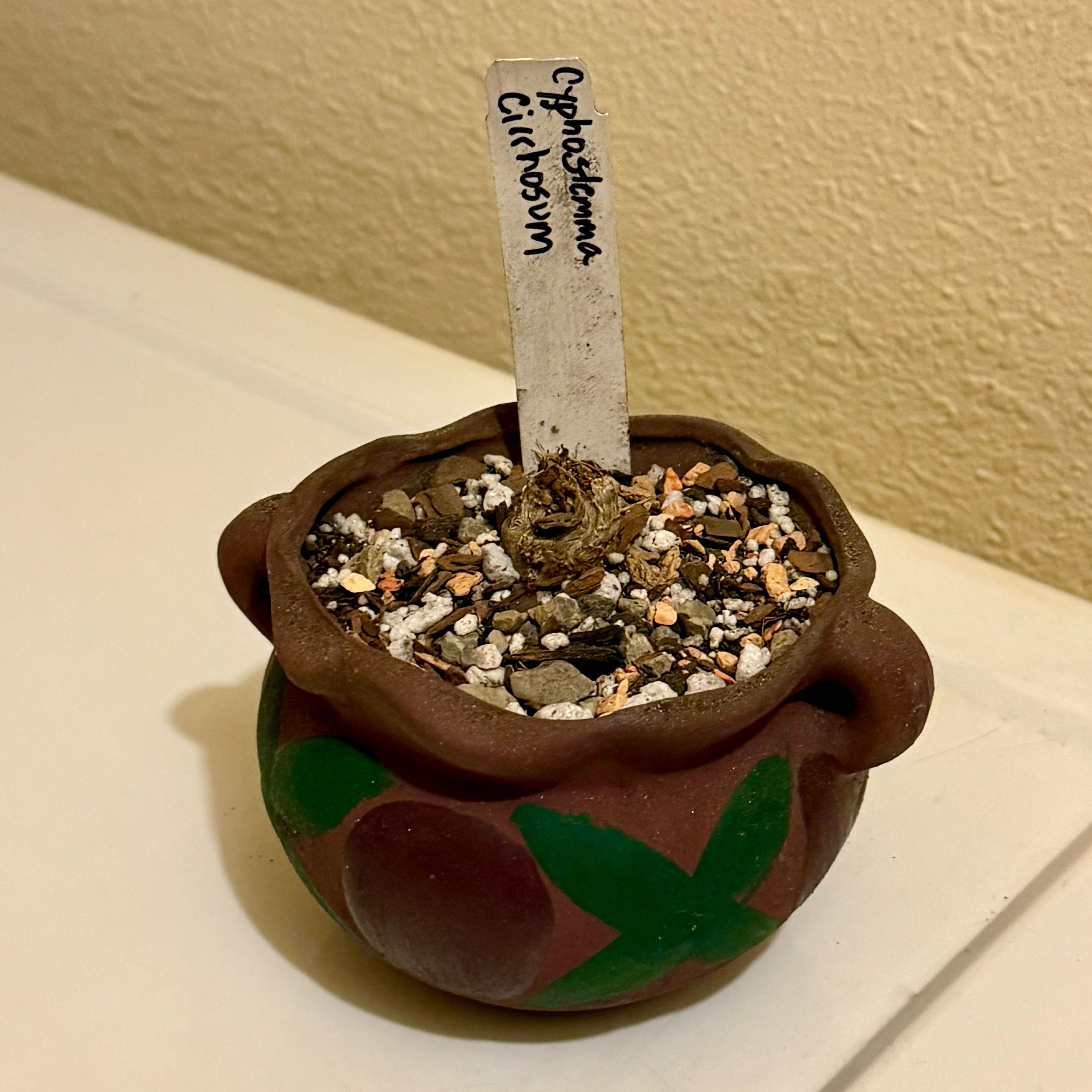 Photo of the plant species Cyphostemma cirrhosum by @riverzend named pucker on Greg, the plant care app