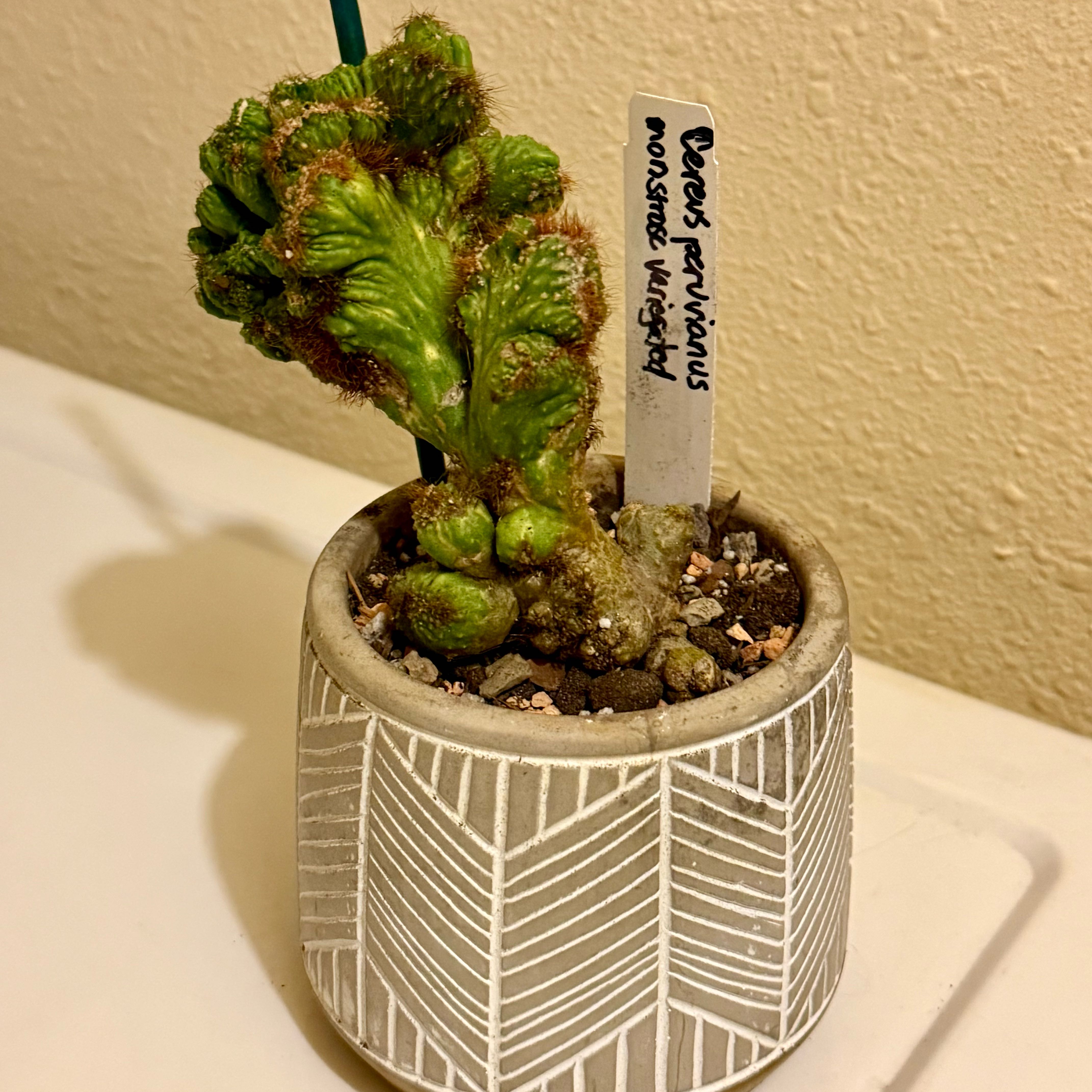 Photo of the plant species Variegated Monstrose Apple Cactus by @riverzend named lynch on Greg, the plant care app