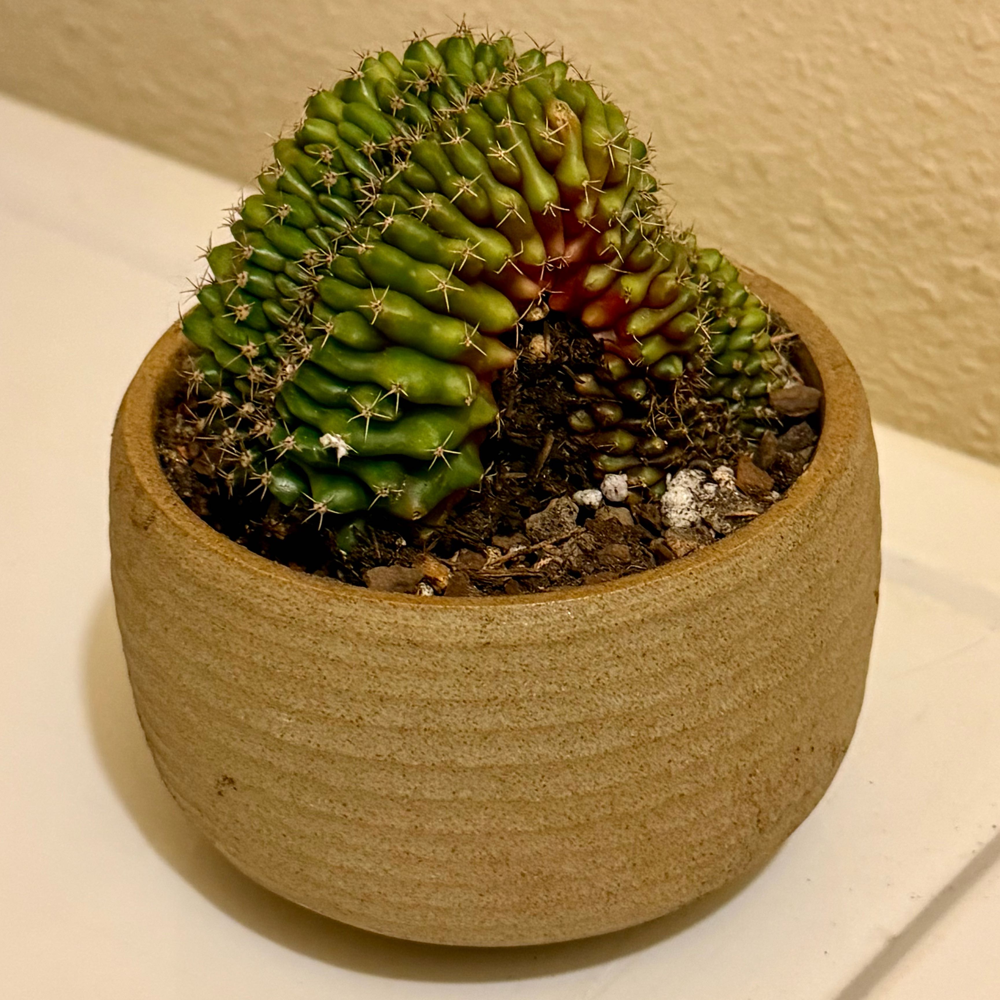 Photo of the plant species Assorted Gymnocalycium by @riverzend named g. friedrichii f. cristatum on Greg, the plant care app