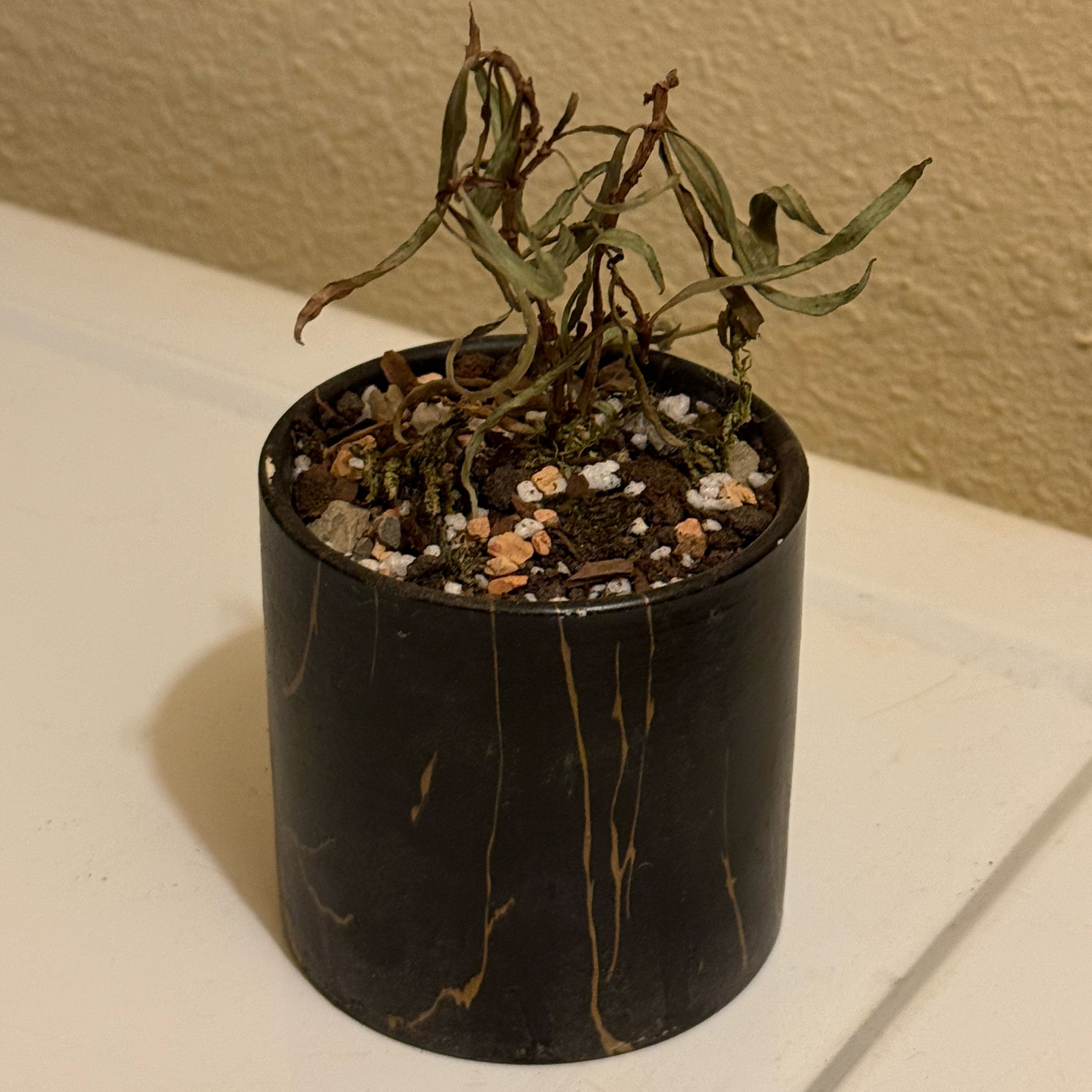 Photo of the plant species Ant Plant by @riverzend named ameise on Greg, the plant care app