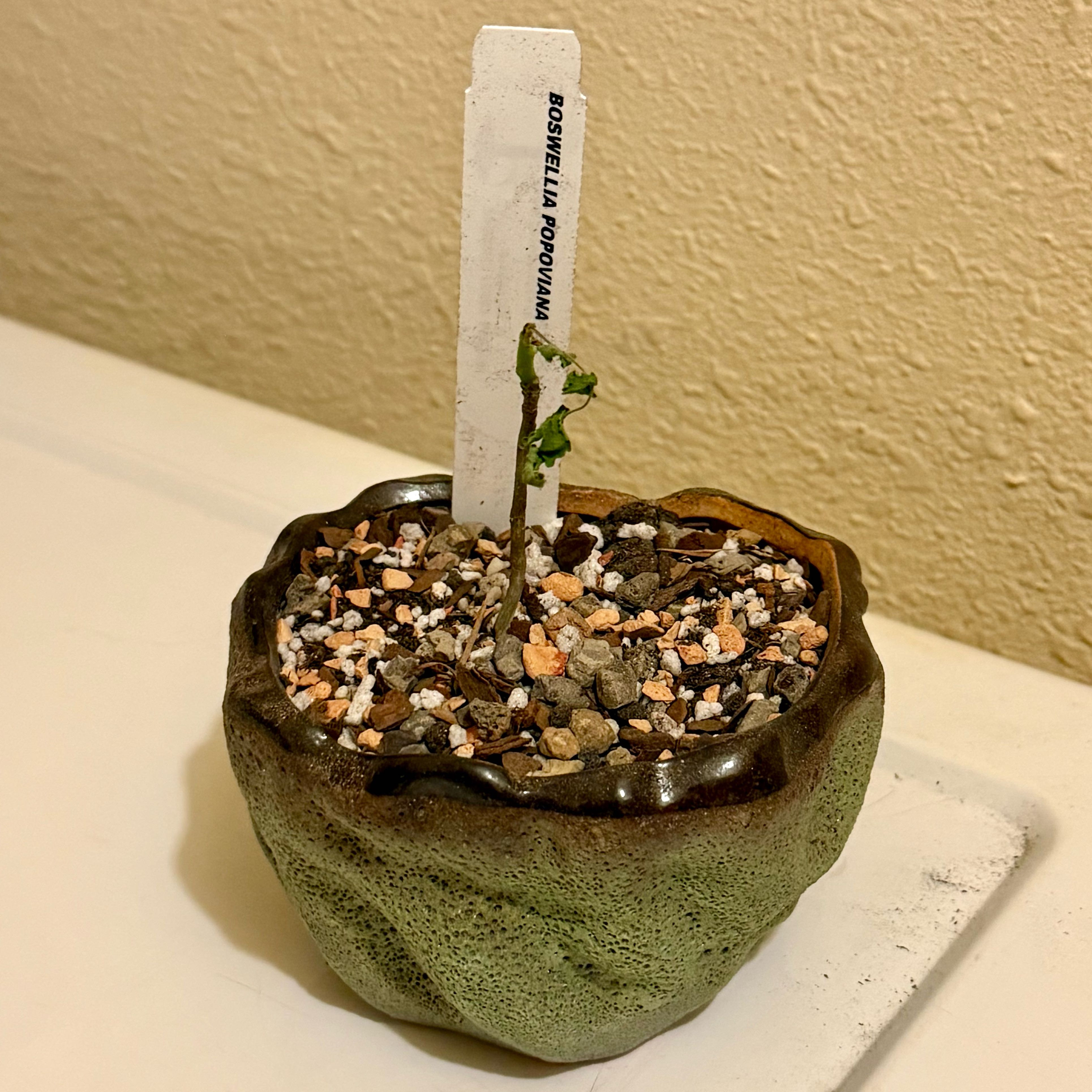 Photo of the plant species Frankincense by @riverzend named rautt blóm on Greg, the plant care app