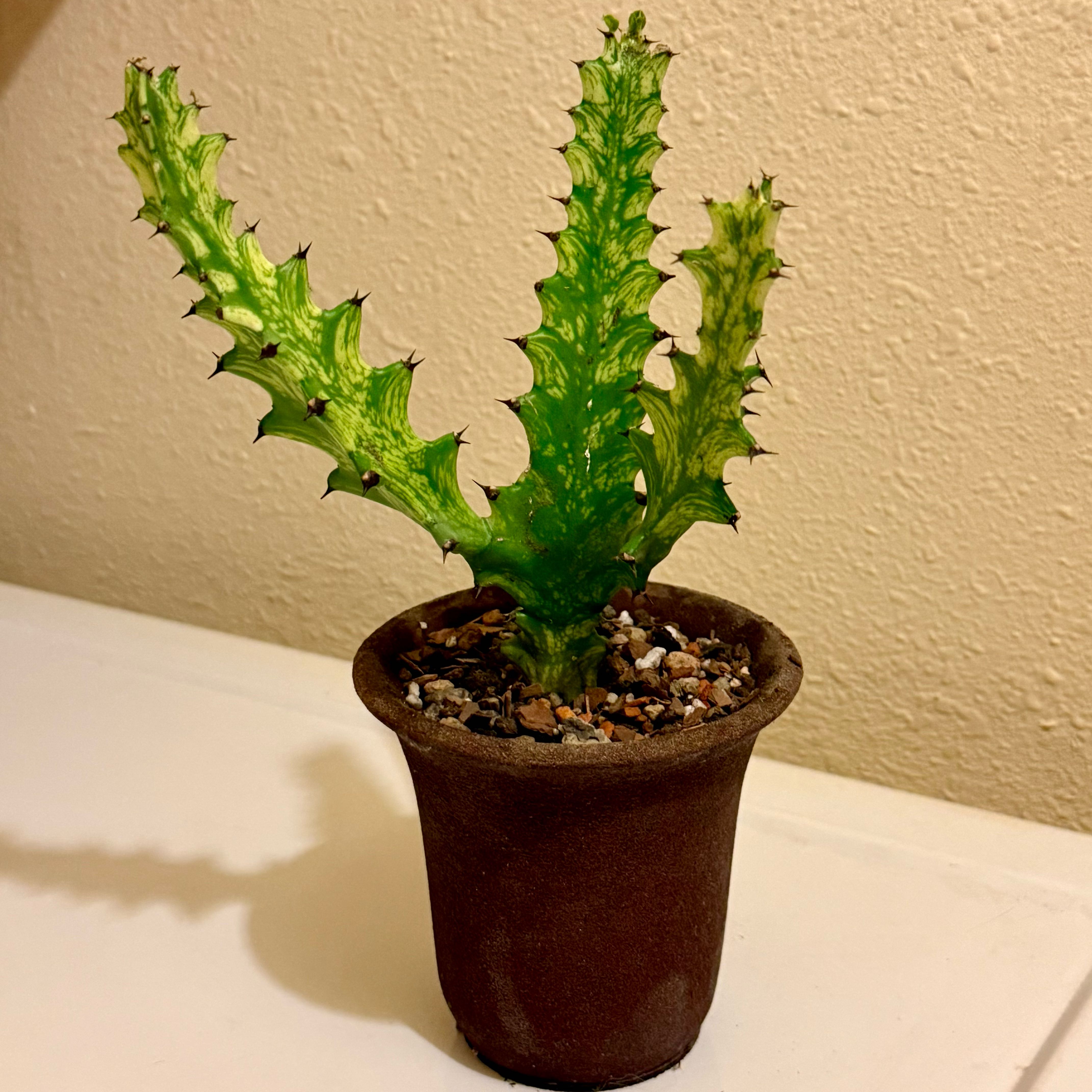 Photo of the plant species Euphorbia lacei by @riverzend named e. lacei variegata on Greg, the plant care app