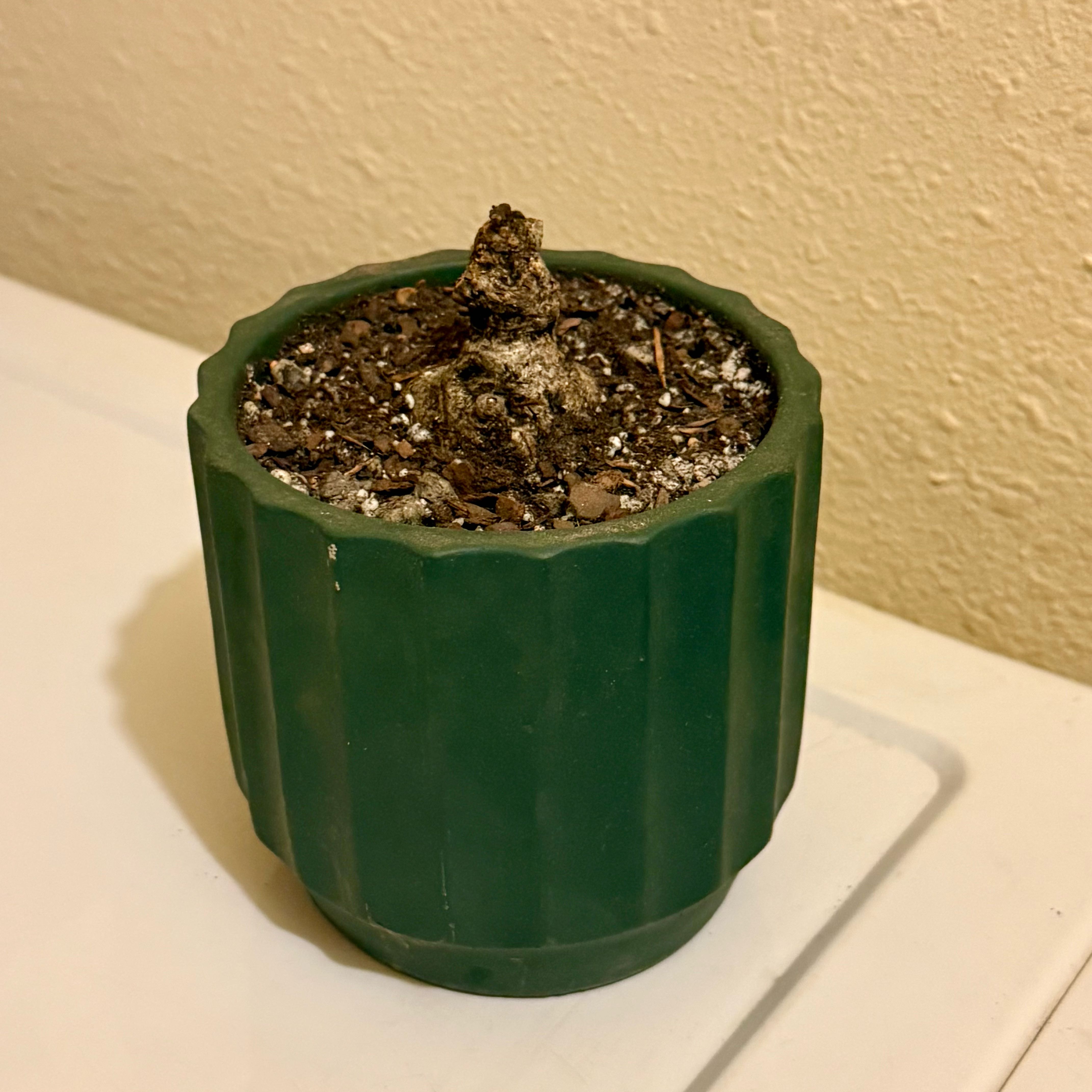 Photo of the plant species Sterculia Colorata by @riverzend named bál on Greg, the plant care app