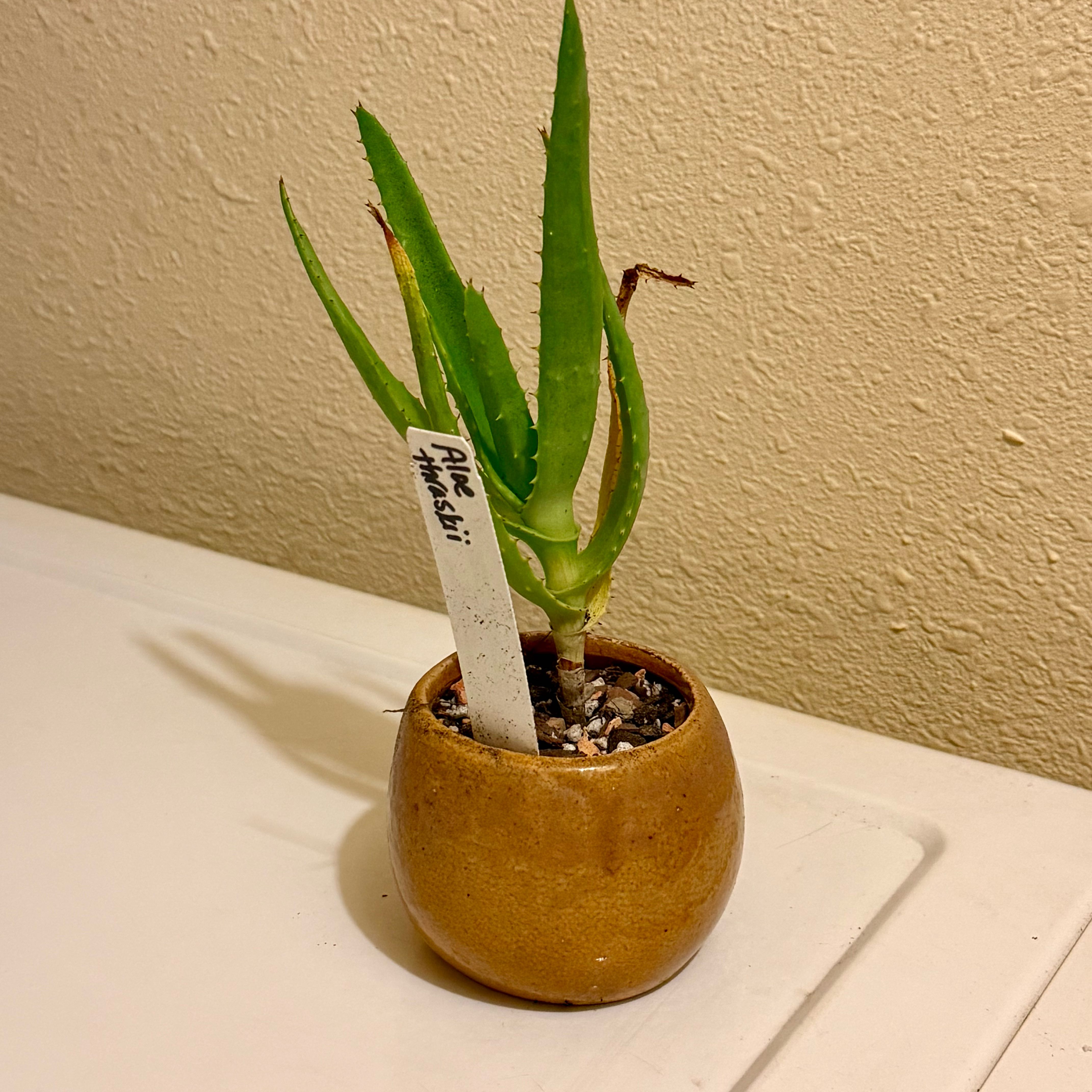 Photo of the plant species Assorted Aloe by @riverzend named a. thraskii (coast aloe) on Greg, the plant care app