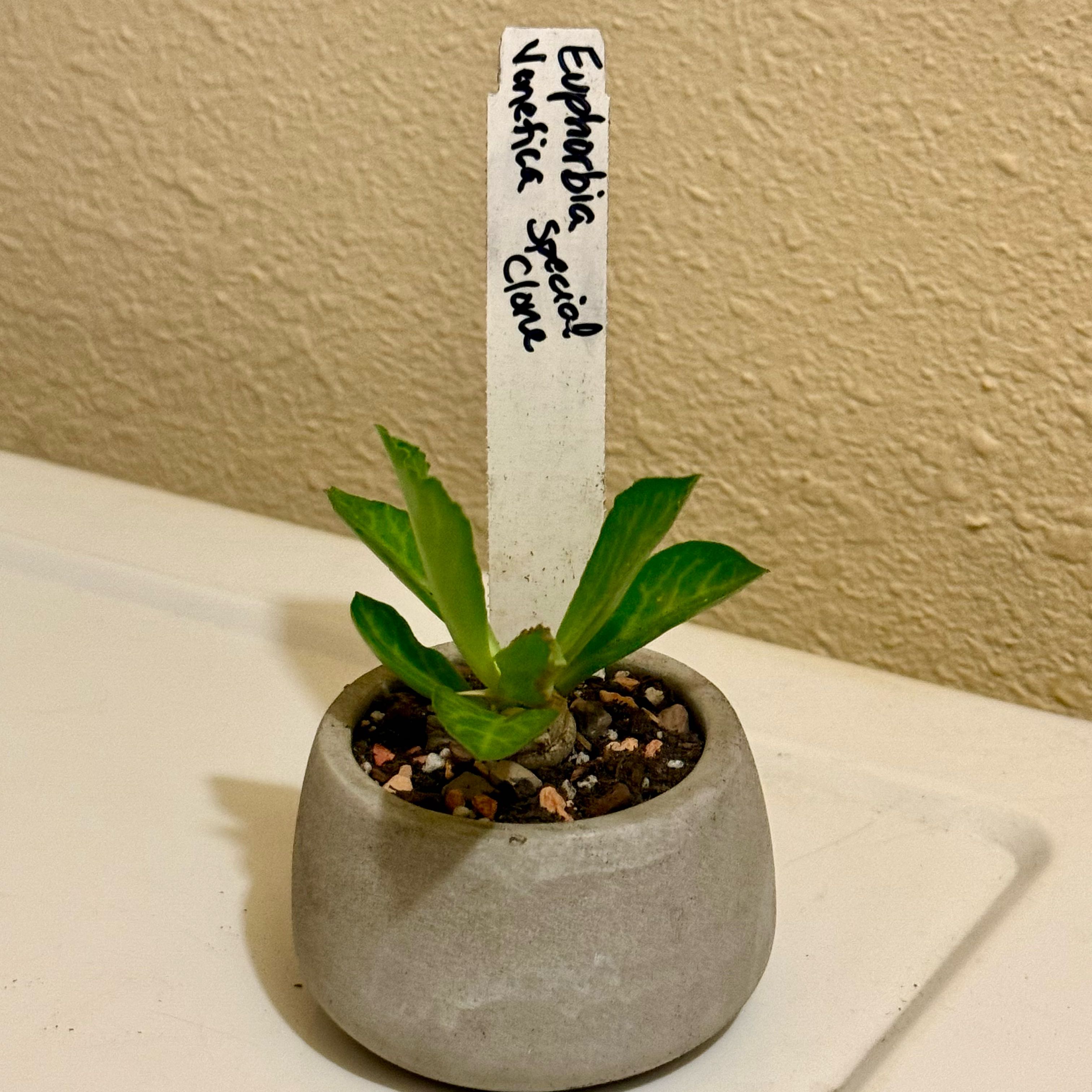 Photo of the plant species Corncob Cactus by @riverzend named special clone on Greg, the plant care app