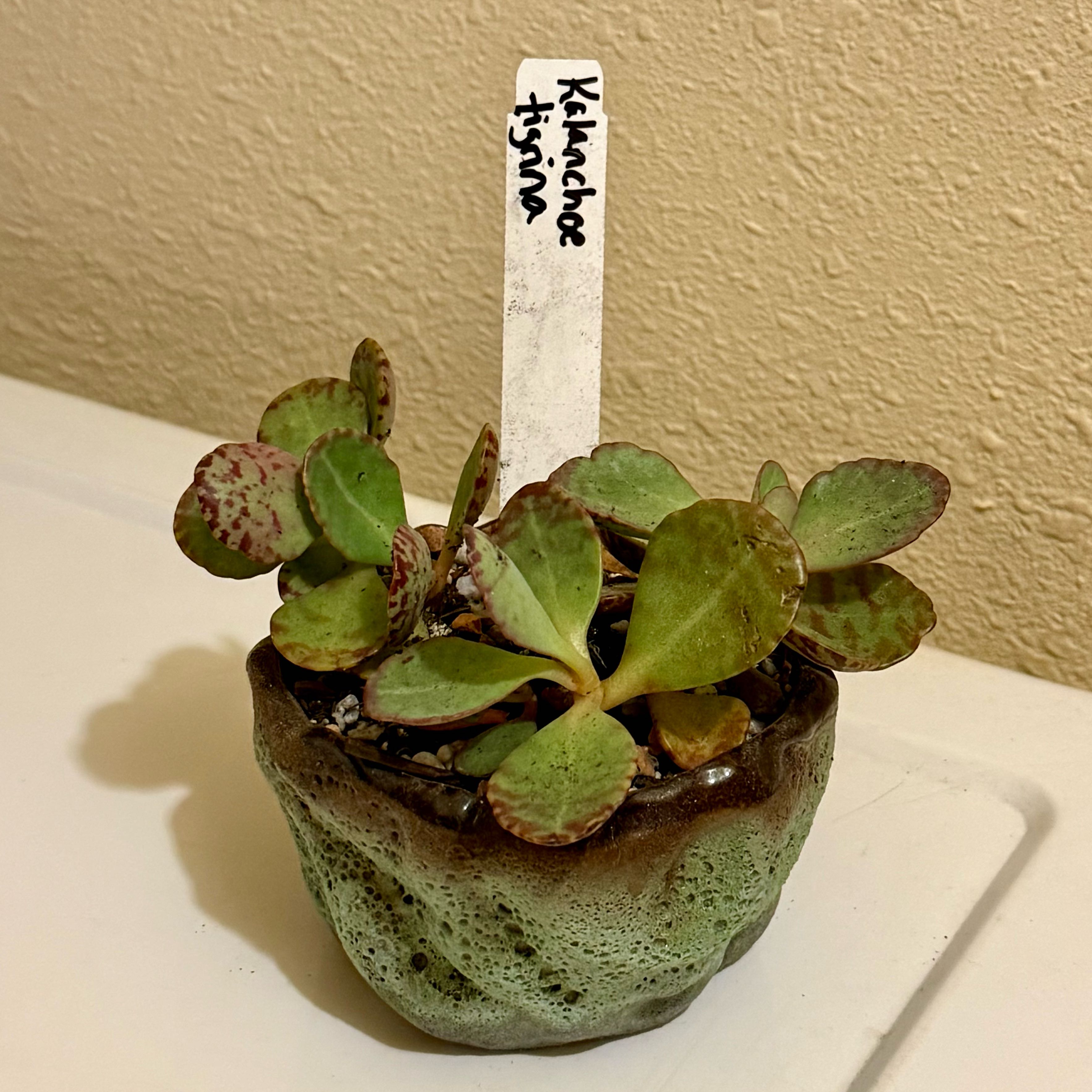Photo of the plant species Assorted Kalanchoe by @riverzend named k. tigrina on Greg, the plant care app