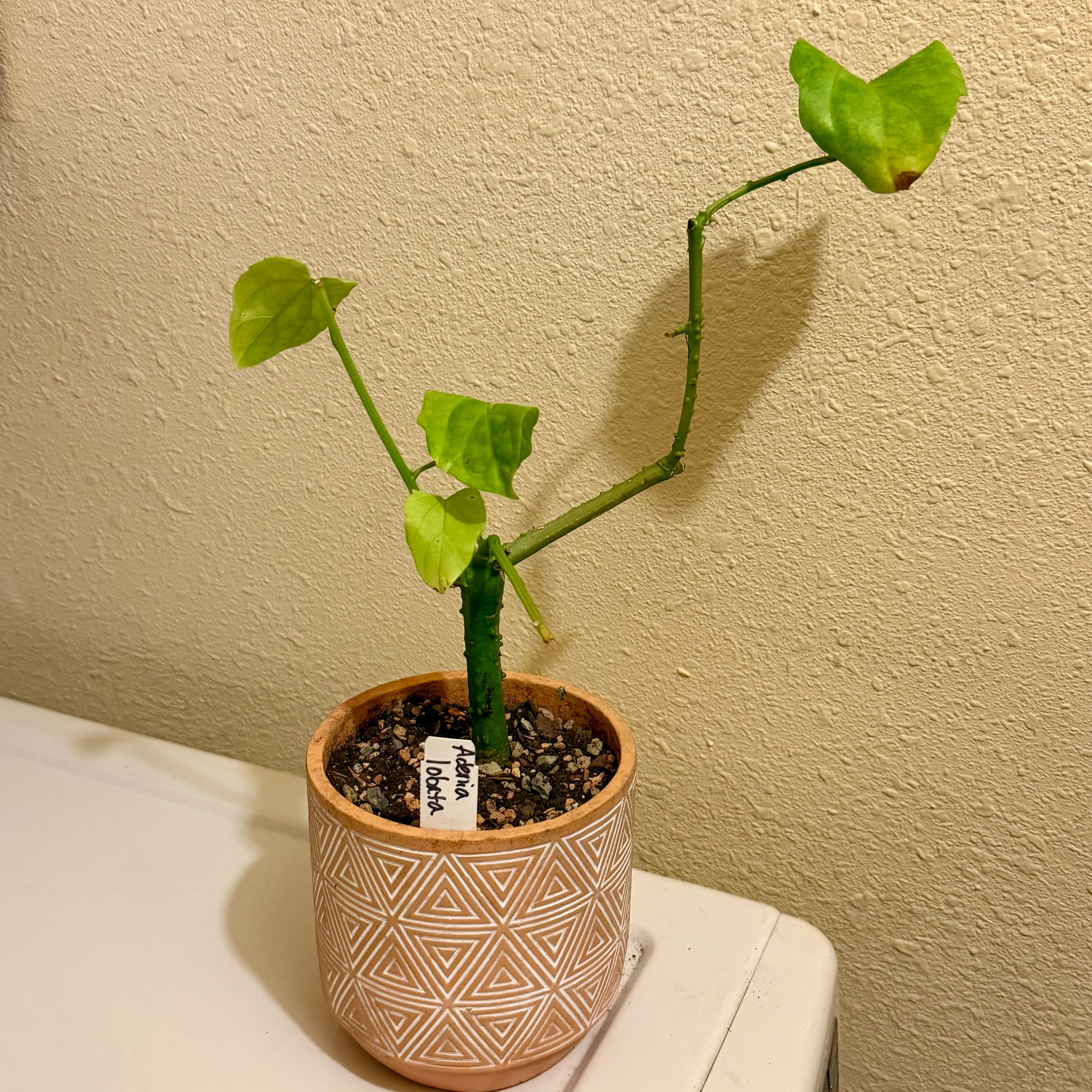 Photo of the plant species Lobed Adenia by @riverzend named aden on Greg, the plant care app