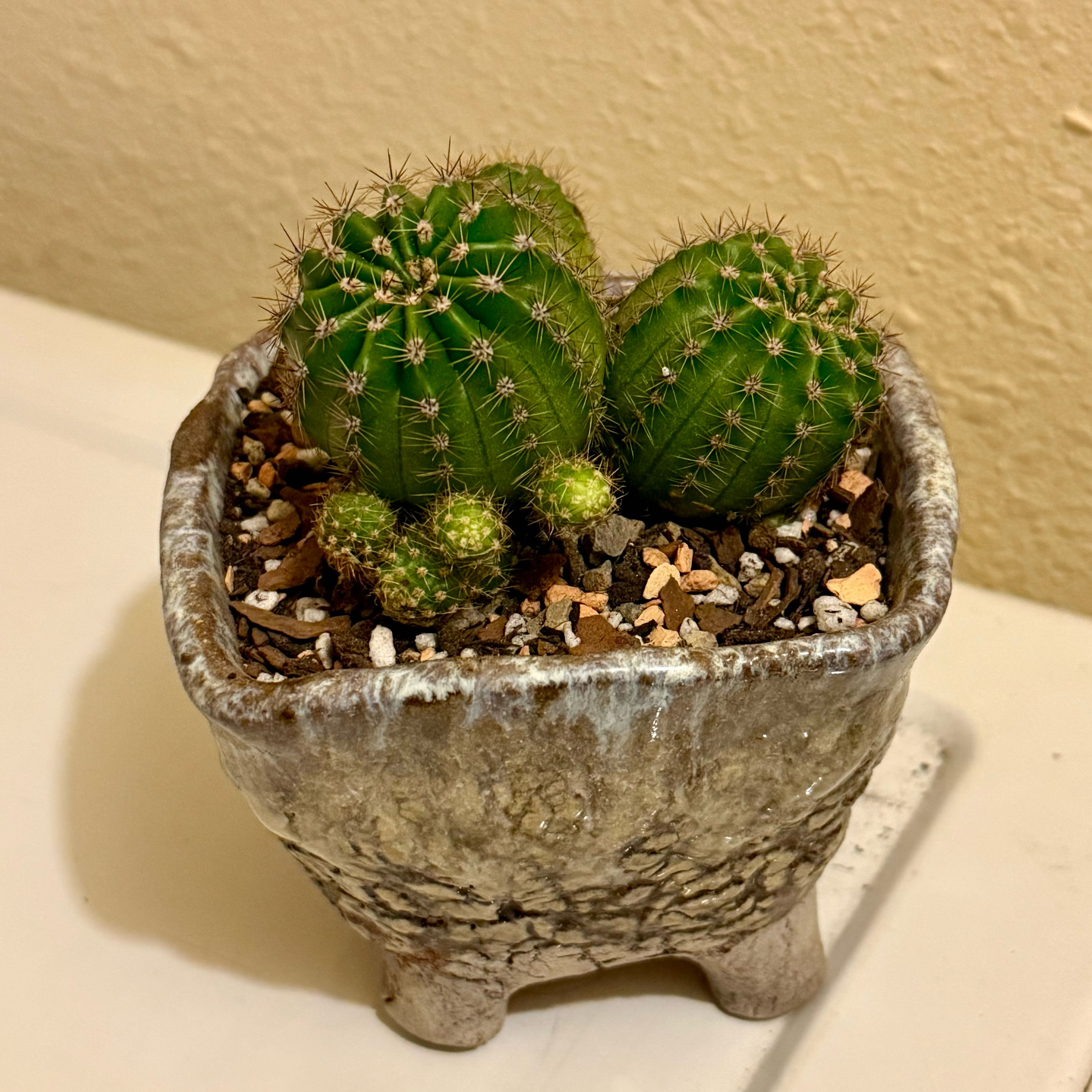 Photo of the plant species Echinopsis by @riverzend named hawaii on Greg, the plant care app
